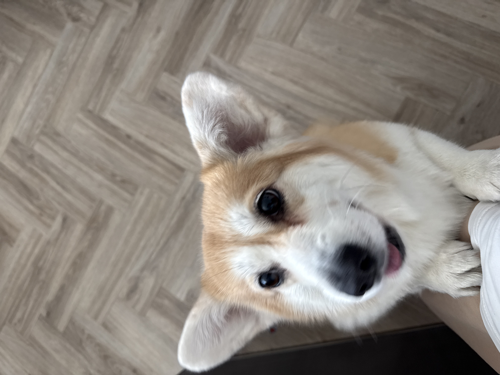 A tan and white corgi dog is the primary subject of this close-up, angled, indoor shot. The dog's face is tilted towards the camera, displaying a black nose, visible pink tongue, and dark eyes. The dog's fur is a mix of tan and white, with upright, pointed ears. Part of a white shirt is visible on the lower right edge of the image, presumably being worn by the person holding the dog. The background is a light brown wooden floor with a herringbone pattern.
There is no indication of the city of Krasnoyarsk, Russia.