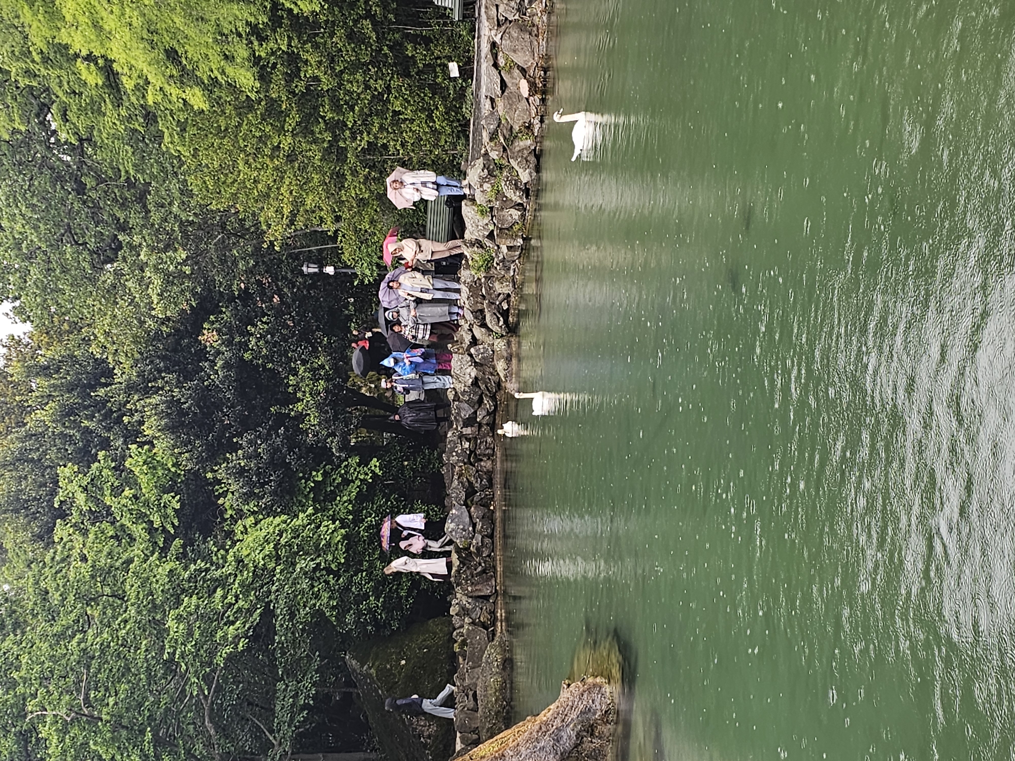 The image shows a pond with a stone edge, located in what appears to be a park in Алупкинский городской совет, Ukraine. Along the edge, a group of people are gathered, some holding umbrellas, possibly feeding swans. Two swans are visible in the water. Rain is falling, indicated by ripples and droplets on the pond's surface. Lush green trees are adjacent to the pond. A fallen tree trunk is visible in the lower right corner of the image.