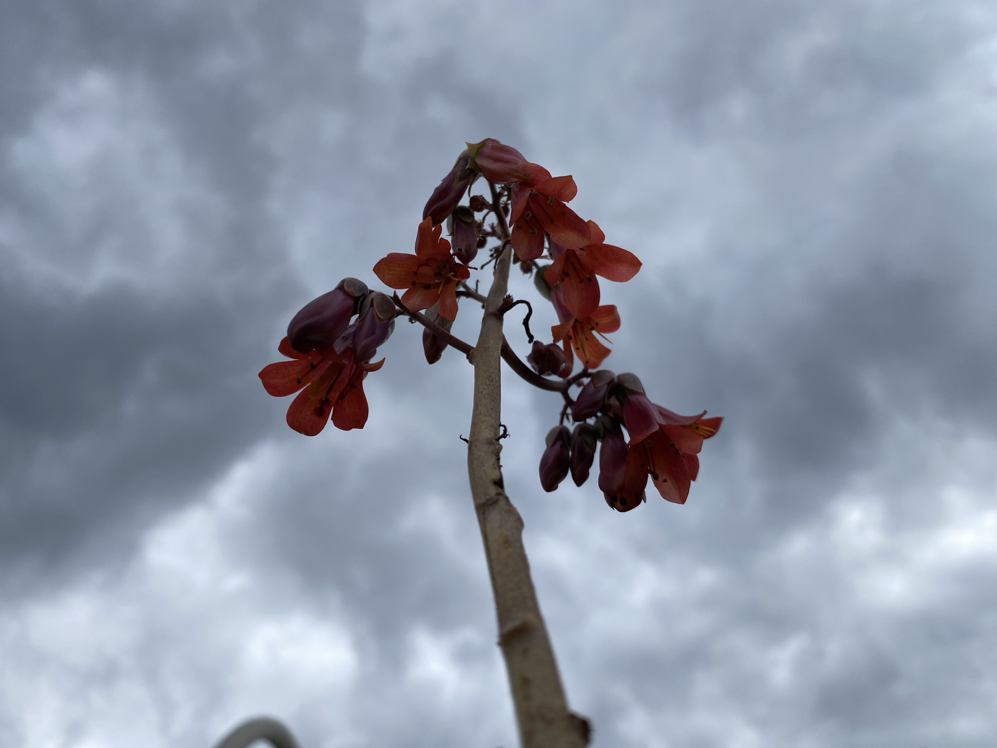 The scene captures a flowering plant in Budva, Montenegro, viewed from a low angle against a heavily overcast, grey sky. A thick, light brown stem extends diagonally from the lower left, bearing pendulous clusters of bell-shaped, reddish-orange flowers and numerous darker reddish-purple buds. The flowers exhibit visible internal structures. The background is composed entirely of diffuse grey cloud cover, indicating a cloudy sky. No people, animals, or man-made objects are present in the frame.