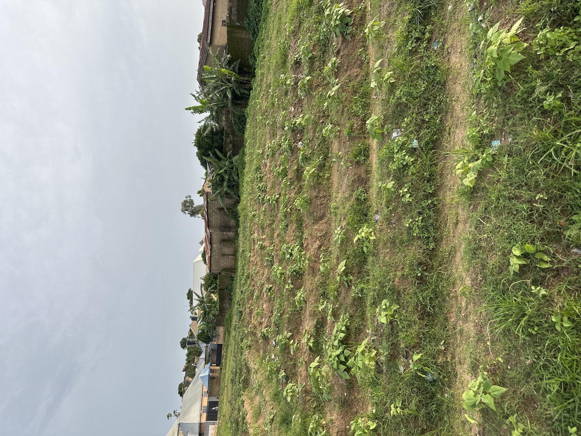 This is a full-frame, eye-level, outdoor, vertical shot of a cultivated field with young plants on Rukuba Road, Nigeria. The field is characterized by terraced rows of small, leafy green plants, possibly a vegetable crop, growing in reddish-brown soil. There are patches of tall, green grass surrounding the cultivated area, and some litter is visible scattered amongst the plants and grass. In the background, there is a brick wall with more vegetation, including banana trees, and several residential buildings with various roof types and construction materials, suggesting a semi-urban or rural fringe environment. The sky is overcast with light gray clouds. No people or animals are visible.