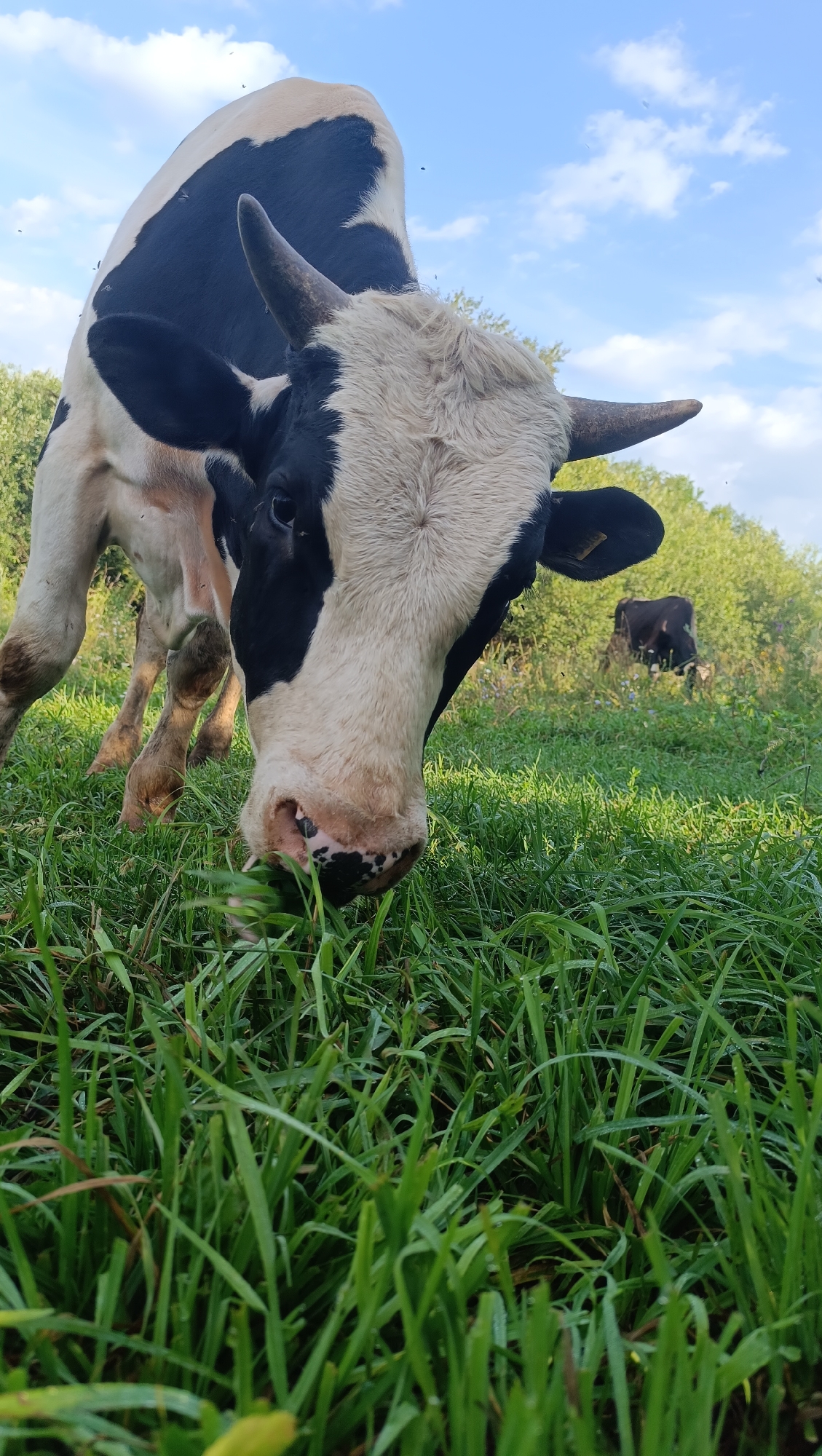 A black and white dairy cow is captured in a low-angle, close-up shot as it grazes on lush green grass in a field. The cow's head is the dominant subject, with its muzzle touching the grass, suggesting it is actively eating. Its eyes are dark and appear to be looking down. The cow has black markings around its eyes and ears, and its horns are short and pointed. In the background, another cow, darker in color, is also visible grazing in the field, and beyond that, a line of green trees forms the horizon. The sky above is blue with scattered white clouds, and small insects are visible in the air. The foreground is filled with dense green grass, some blades of which are wet, indicating dew or recent rain. The overall setting appears to be a rural pasture. The location is not identifiable as Karsha, Russia based on the image content.