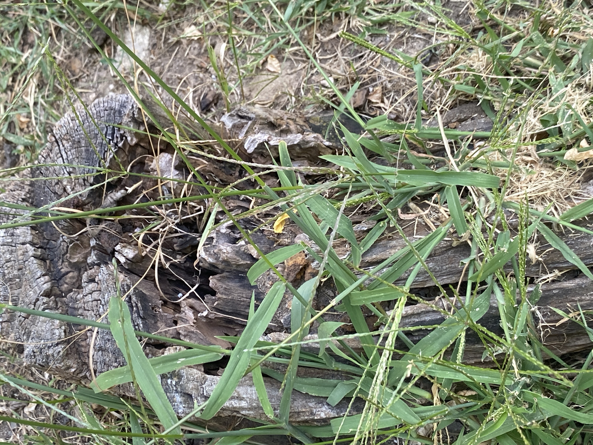 The image shows a close-up view of grass and a decaying tree stump. The grass is green and lush, with some blades showing seed heads. The tree stump is rough and weathered, with visible rings and cracks. The background consists of dry leaves and dirt. The scene appears to be outdoors in a natural setting, possibly a park or a forest. There are no people or animals visible in the image. The lighting suggests it is daytime.