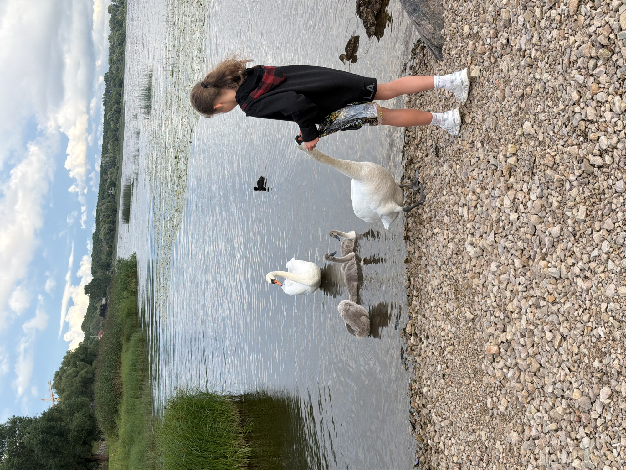 A young person with long brown hair is standing on a rocky shore next to a body of water. They are wearing a black hoodie with a red and black plaid collar and black shorts with "L.A." printed on them. White socks and white sneakers are visible. The person is holding a bag with the text "GRANDU..." partially visible. They are leaning forward, facing towards the water.
In the water, there are several swans. A large white swan is in the foreground, and three smaller gray cygnets are near it. The water appears calm with ripples. The background shows a lush green shoreline with trees and vegetation, and further in the distance, a forest stretches across the horizon. The sky is visible with scattered clouds. The overall scene suggests a daytime activity, possibly feeding the swans. The presence of a crane in the far background hints at development or construction in the vicinity. The location context provided is Riga, Latvia.