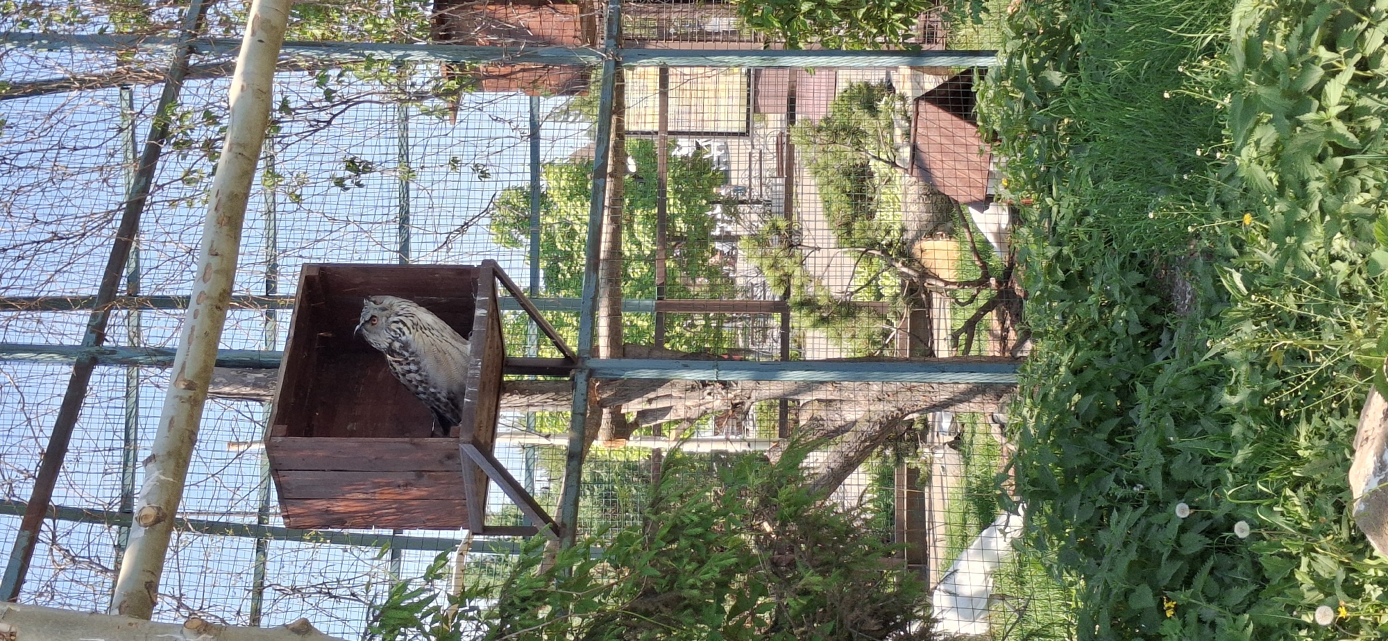 The image shows a large owl perched inside a wooden box within an enclosure, likely at a zoo or wildlife park. The enclosure is constructed of wire mesh supported by metal and wooden beams. Various trees and shrubs are visible inside and outside the enclosure, blending with the surrounding greenery. Based on the metadata, the location is Izhevsk, Russia. The focus is on the owl, with other details contributing to the context of an animal in captivity.