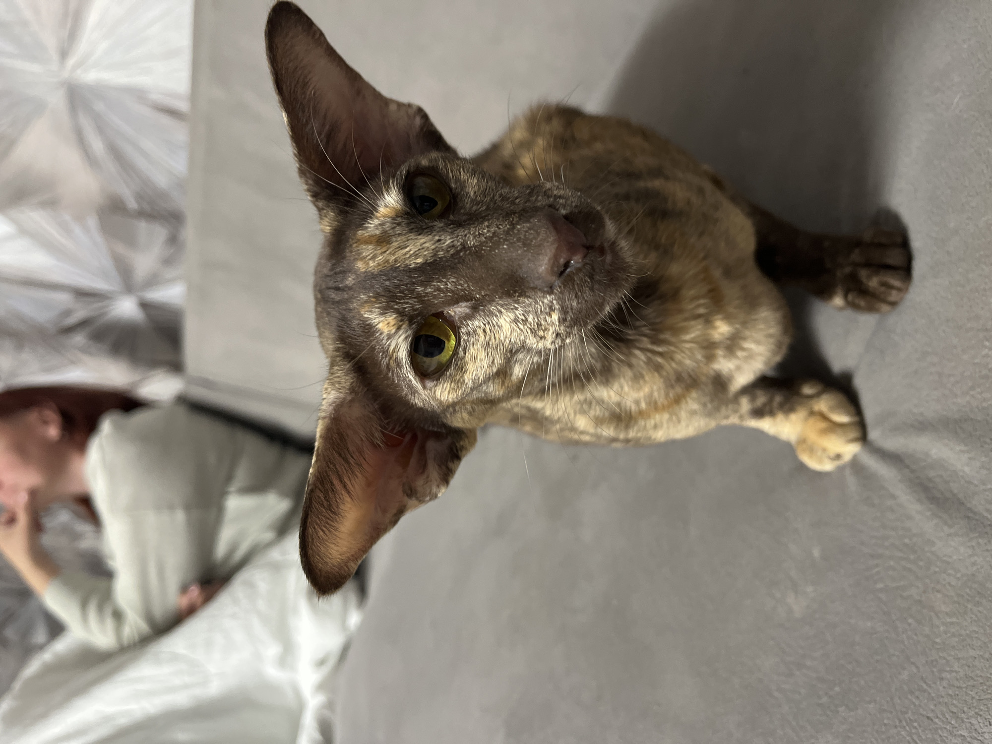 The image displays a close-up, high-angle view of a striking short-haired cat with large, prominent, pointed ears and piercing greenish-yellow eyes. The cat exhibits a tortoiseshell or tabby coat pattern with mottled shades of brown, tan, and darker markings, and has a pinkish-brown nose. It looks directly at the camera with an alert and curious expression. The cat is positioned on a grey, textured fabric surface, likely a sofa or bed. One front paw is visible, tucked underneath its body.
In the blurred background, a person with reddish-brown hair is seen lying down on what appears to be a bed, partially covered by a light-colored blanket with a subtle geometric pattern. The person is wearing a light-colored, long-sleeved garment, and their hand is near their face. The scene suggests an intimate indoor setting, possibly a home in Chaikovsky, Russia. The lighting is soft and ambient, characteristic of an indoor environment without direct harsh light. No text is visible in the image.