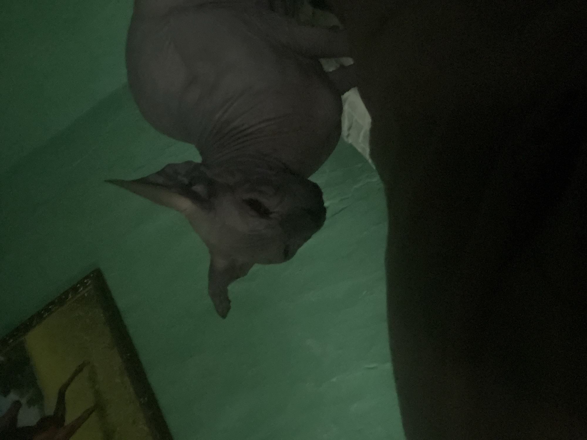 A hairless cat is looking down at the camera. It has large ears and a wrinkled face. The background is a green wall. There is a framed picture in the lower left of the image. A blurry, dark object is on the right side of the image. I have no information that would indicate the location to be Nizhny Tagil, Russia.