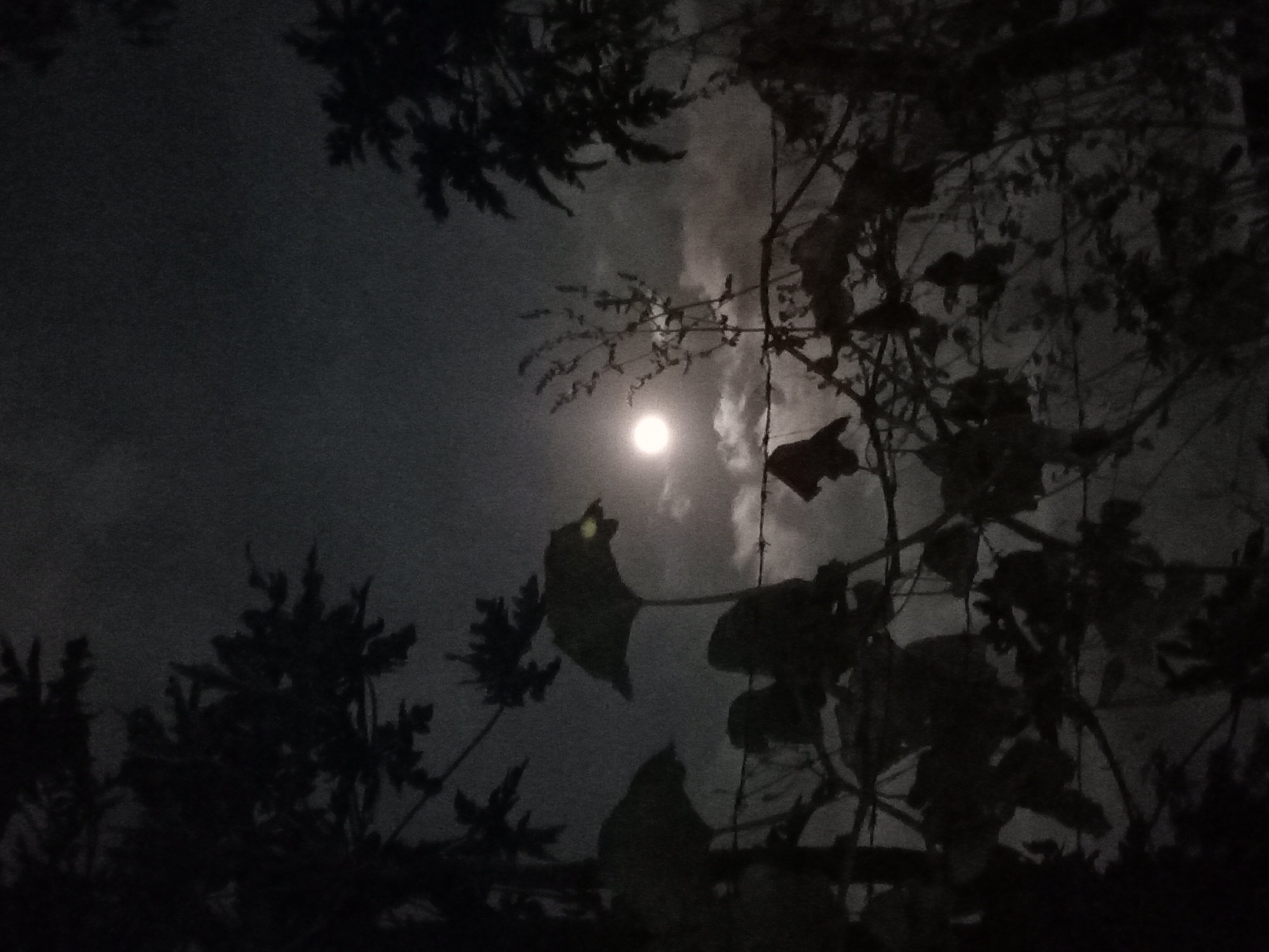 The image shows a nighttime scene with a bright full moon partially obscured by clouds. Silhouetted foliage and branches are visible in the foreground and framing the composition. A thin strand of barbed wire runs horizontally across the middle ground. The overall impression is one of a dark, natural setting under moonlight. The location in Claket, Indonesia is not discernible from the visual information provided in the image.