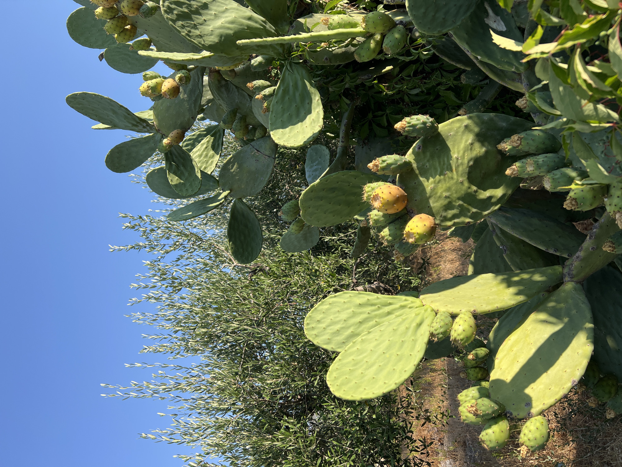 In the city of Bari, Italy, a prickly pear cactus plant with many green fruits and pads is shown, with an olive tree in the background under a clear blue sky.