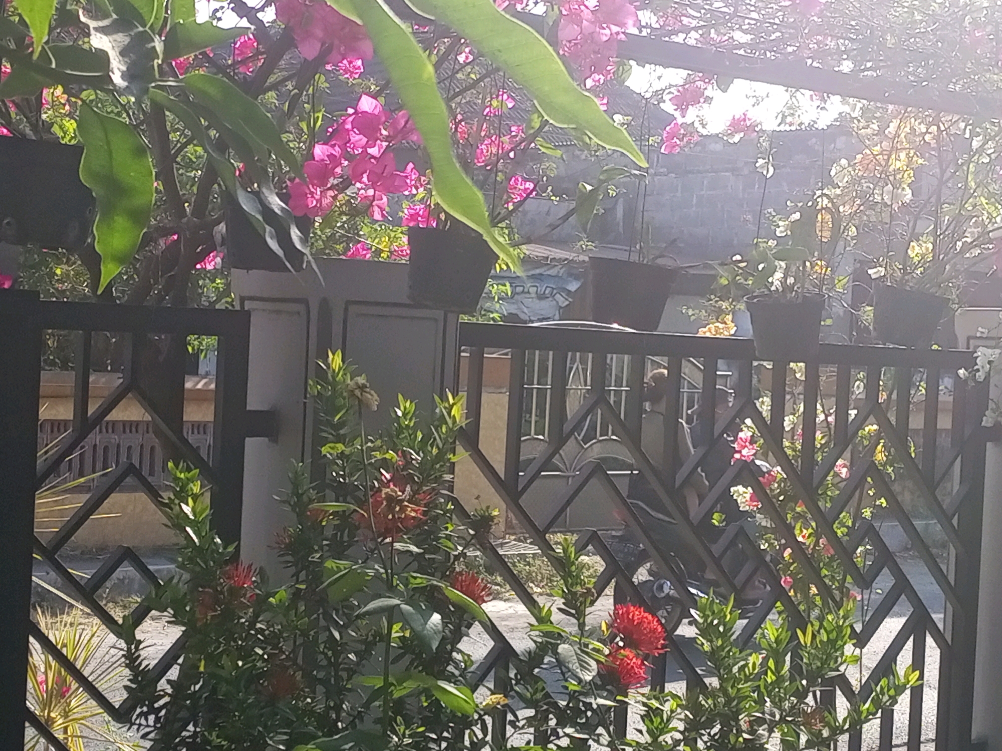 The image depicts a residential outdoor scene in Ngasem, Indonesia, focusing on a garden area behind a black metal fence with a geometric diamond pattern. In the foreground, several potted plants are visible. The most prominent are vibrant red Ixora flowers, with their clusters of small petals, set against lush green foliage. Other plants with thinner, grass-like leaves are also present, some showing hints of pink blooms.
Beyond the fence, a variety of flowering plants are arranged. In the mid-ground, there are bougainvillea plants with their characteristic papery bracts in bright pink and fuchsia hues, interspersed with green leaves. These plants appear to be growing in hanging pots or trained along an overhead structure, creating a canopy effect. Further back, other plants with smaller, lighter-colored flowers, possibly white or yellow, add to the floral display. A stone wall, likely part of a building, forms the backdrop.
The lighting suggests it is daytime, with sunlight filtering through the leaves and flowers, creating a bright, somewhat hazy atmosphere. The sun's glare is evident, particularly in the upper right portion of the image. A glimpse of a motorcycle is visible through the fence, suggesting a residential or private property. The overall impression is that of a well-maintained garden area, possibly a front yard or a communal space, showcasing a variety of colorful tropical flora.