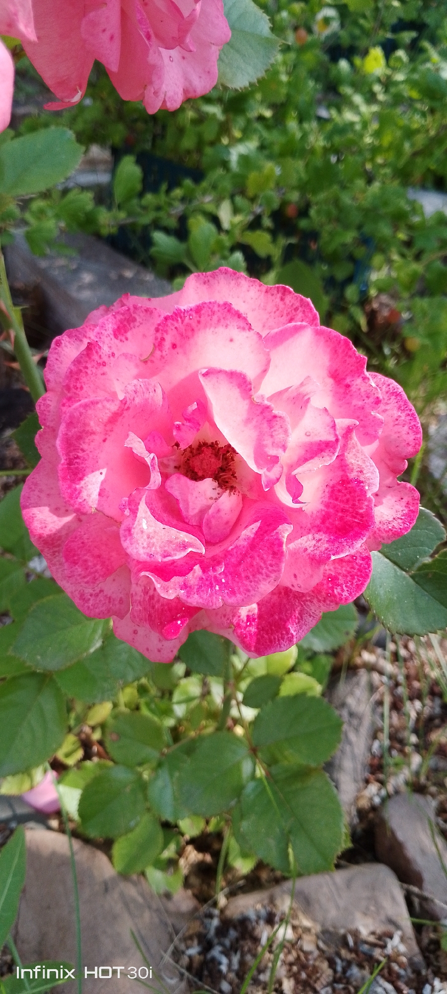 A close-up, eye-level shot features a pink rose in full bloom, its petals delicately unfurling. The rose exhibits a gradient of pink hues, from a lighter shade at the center to a deeper, richer pink along the ruffled edges, speckled with darker pink spots. Water droplets glisten on some of the petals, suggesting recent rain or dew. The background is a blur of green foliage and dark soil, with hints of brown rocks. The scene is outdoors, likely in a garden. The bottom left corner displays the watermark "Infinix HOT 30i." The location of Kedrovy, Russia, is not visually discernible from the image itself.