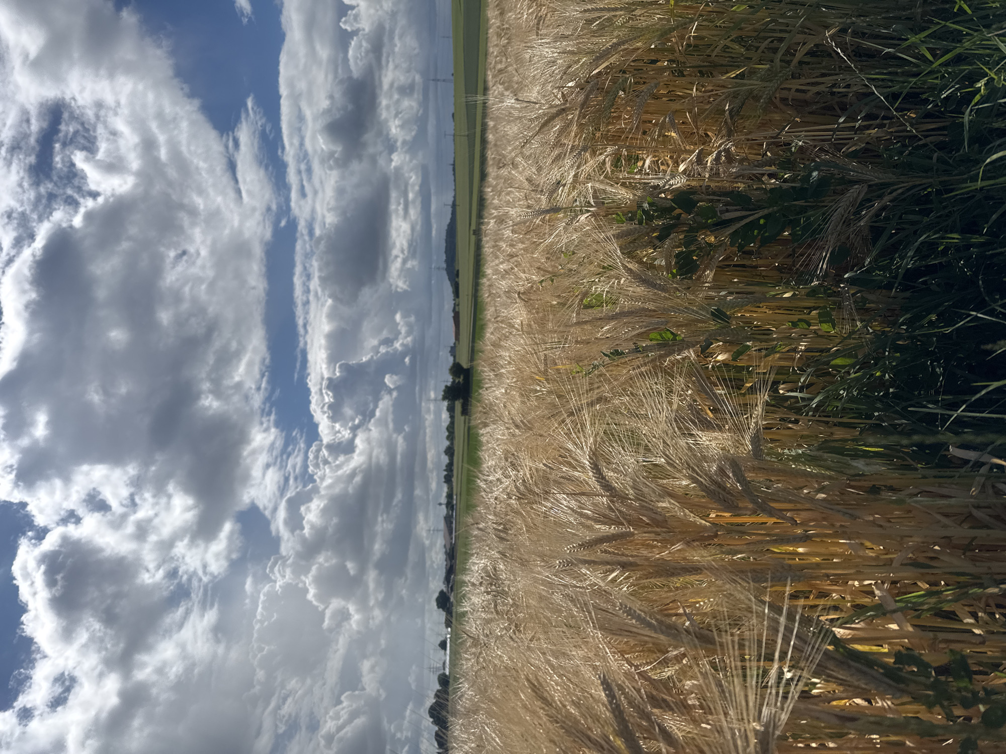 The image shows a close-up view of a field of ripe wheat or barley under a dramatic sky with large, grey, and white cumulus clouds interspersed with patches of blue sky. The foreground is dominated by the golden stalks of the grain, which appear to be blowing gently in the wind. Some green foliage is visible among the stalks at the bottom of the frame. In the middle ground, a line of trees and some structures, possibly farm buildings, can be seen, set against rolling green fields. In the distance, hills are visible, and a few tall electricity pylons punctuate the landscape. The lighting suggests it is either early morning or late afternoon, with sunlight casting shadows and highlighting the texture of the wheat. This scene is consistent with the agricultural landscapes found in and around Bietigheim-Bissingen, Germany, a city known for its vineyards and surrounding farmlands. There are no people visible in the image.