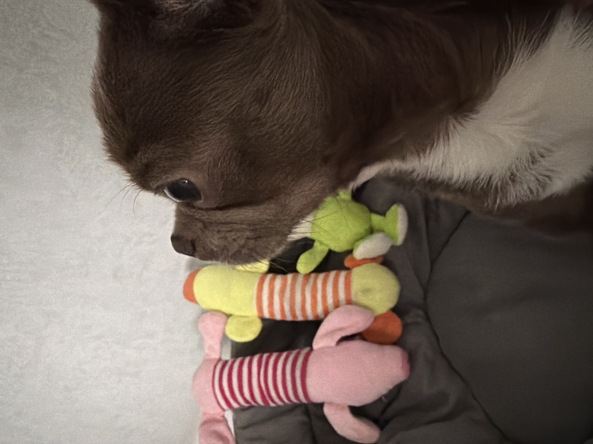 A brown and white Chihuahua-type dog is positioned above three stuffed animal toys. The toys, from top to bottom, are: a green frog, a yellow and orange striped body with yellow ends, and a pink and white striped body with pink extremities. The background consists of a light grey and a dark grey fabric surface. The location is not discernible from this image and the city of Votkinsk, Russia, cannot be confirmed.