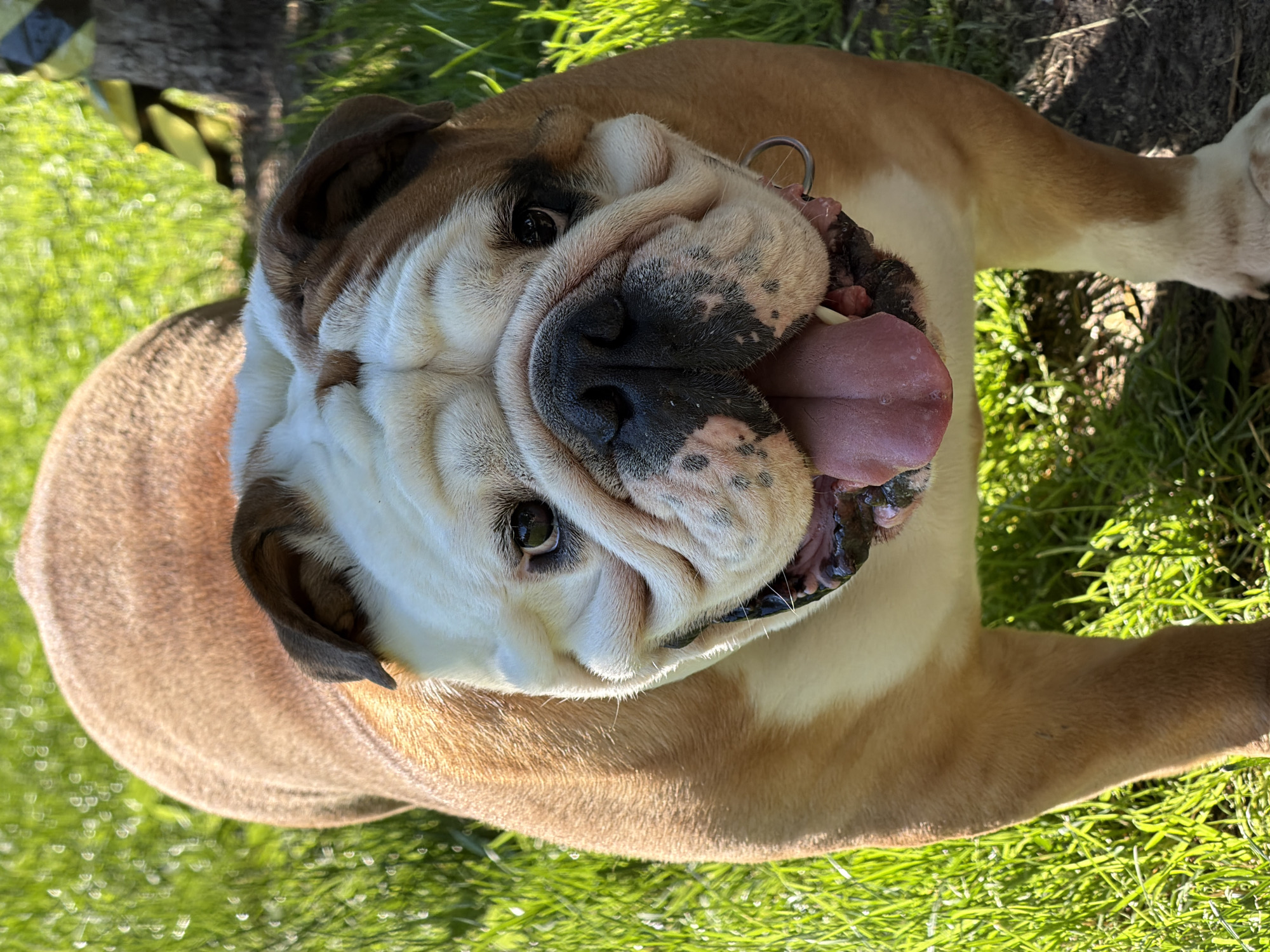 A close-up, eye-level shot captures an English Bulldog standing on grass in an outdoor, sunlit environment. The dog, a fawn and white breed, faces the camera directly with its mouth open, revealing its pink tongue and dark gums. Its wrinkled face features dark eyes and a prominent black nose. The dog is wearing a silver ring on its collar. The background consists of bright green grass with some patches of soil and a blurred tree trunk on the right. The lighting suggests it is daytime. The location is specified as Sofia, Bulgaria.