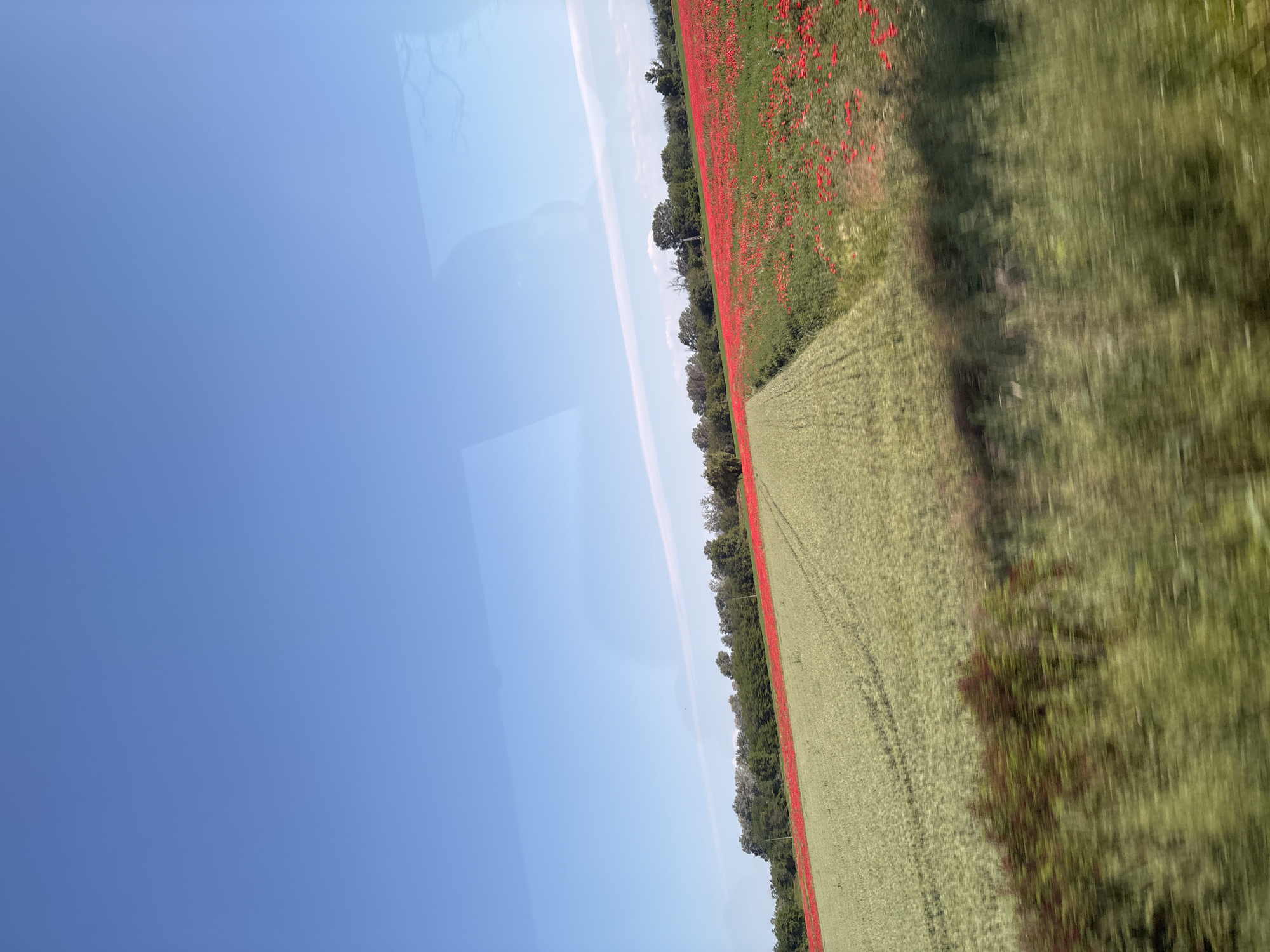 The image shows a landscape, possibly taken from a moving vehicle. A large expanse of clear blue sky fills a significant portion of the frame. Adjacent to the sky are fields. One field is covered in dense, red flowers, possibly poppies. Another field appears to be a crop of light green. The fields are divided by a thin line of trees. The right side of the image is somewhat blurred, suggesting motion.
The location of Katunitsa, Bulgaria is not verifiable solely from the image.