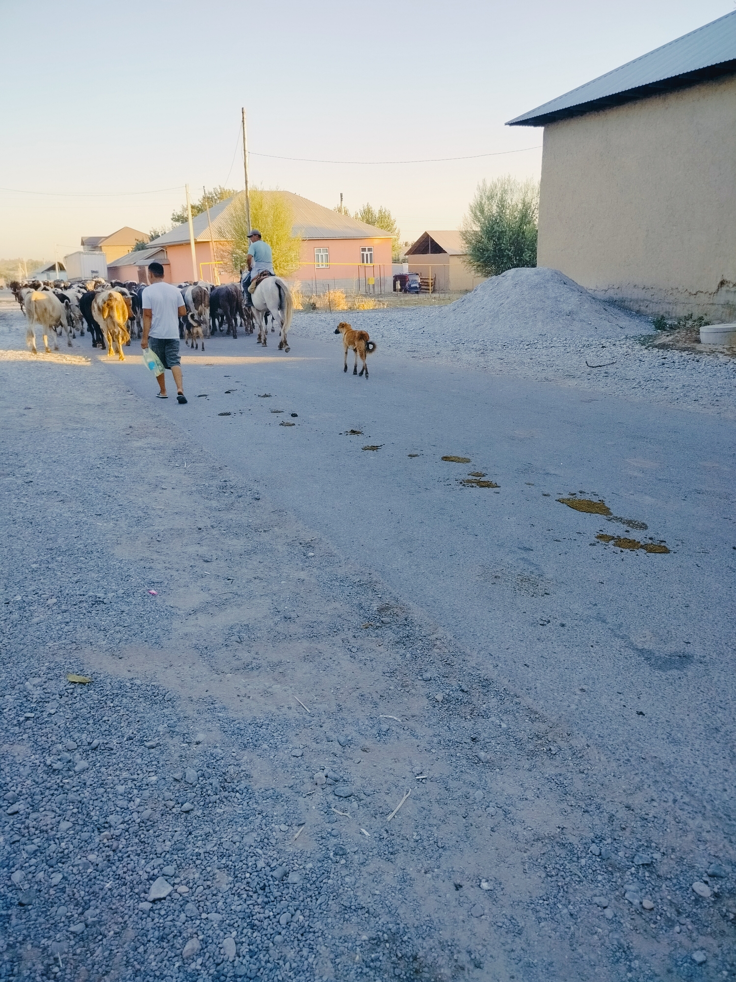 In the city of Kölkent, Kazakhstan, a herd of cattle is being moved along a dusty road. A man in a white t-shirt and dark shorts walks behind the herd, carrying a light-colored plastic bottle. Another man on a white horse rides at the head of the herd, guiding them. A small, light-brown dog trots alongside the cattle. The road is made of gravel and dirt, with a few scattered yellow patches, possibly animal droppings. On the right side of the road, there is a pile of light-colored gravel or sand and the side of a light-colored building with a dark metal roof. The background shows houses with pink and beige facades, some with trees and vegetation. The sky is clear and pale blue.