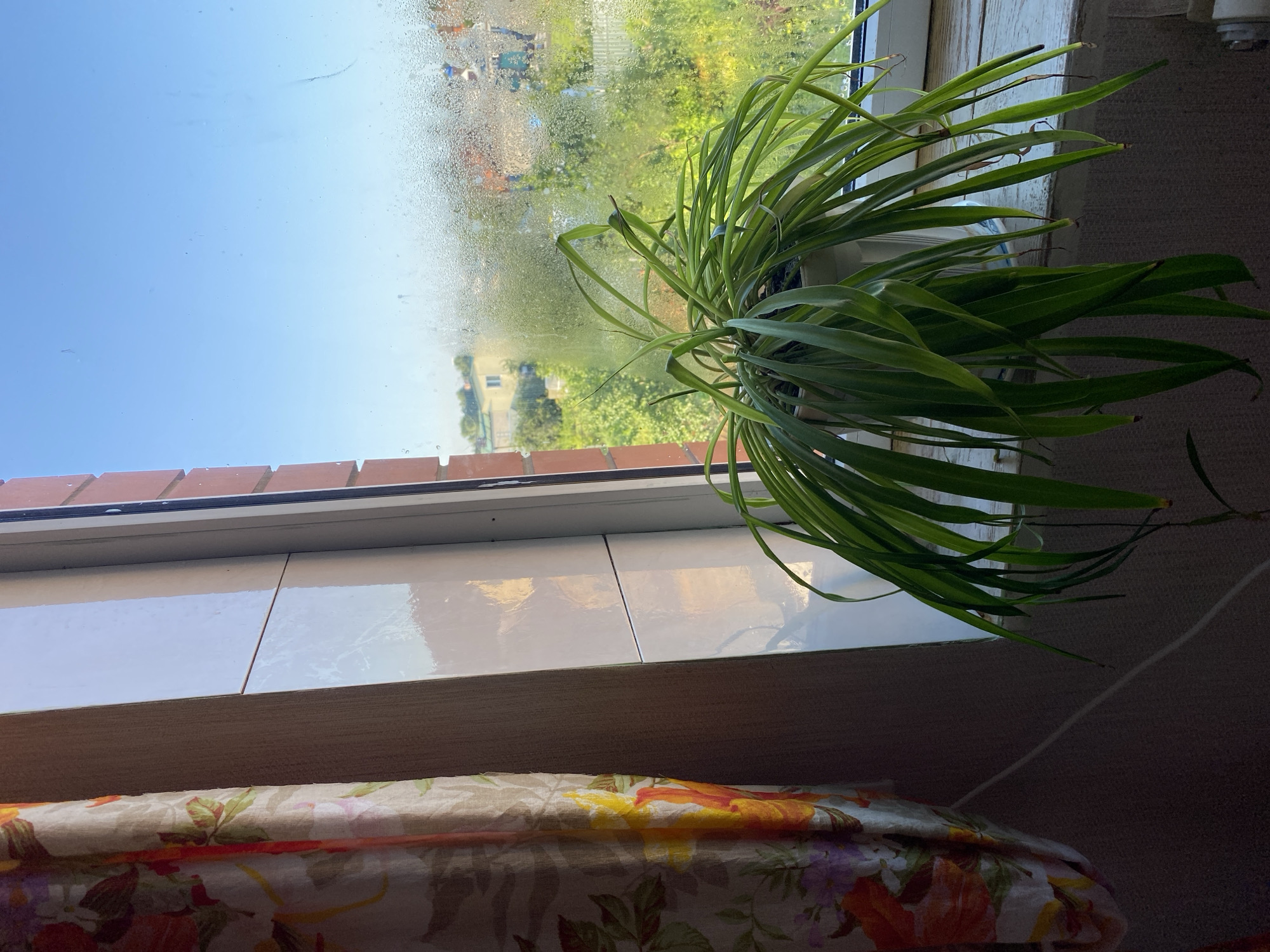 An indoor spider plant sits on a windowsill overlooking a suburban landscape in Zelenodol'sk, Russia. The windowpane is covered in condensation, blurring the view of houses and greenery outside. To the left of the plant, a floral curtain hangs, casting a shadow on the wall. The scene is illuminated by natural light streaming through the window.