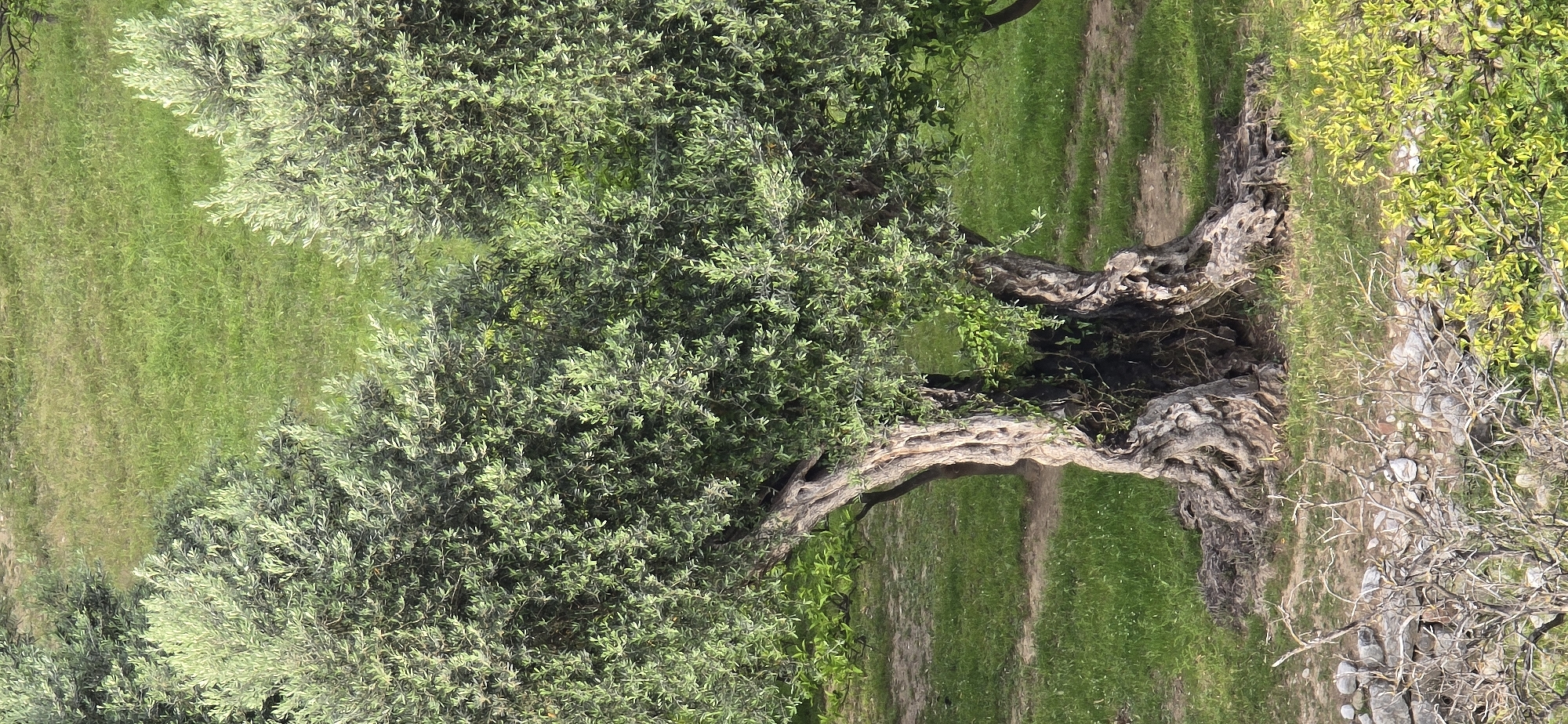 The image depicts an ancient olive tree in Bar, Montenegro. The tree has a thick, gnarled trunk, split in the middle with arched branches extending horizontally. The trunk is grey and weathered, showing signs of age. The branches are covered in dense, green foliage, contrasting with the trunk's aged appearance. The ground beneath the tree is grassy with a dirt path visible behind the central trunk. The scene is bathed in natural light, suggesting it is daytime. A stone wall and sparse vegetation are visible on the right side of the tree.