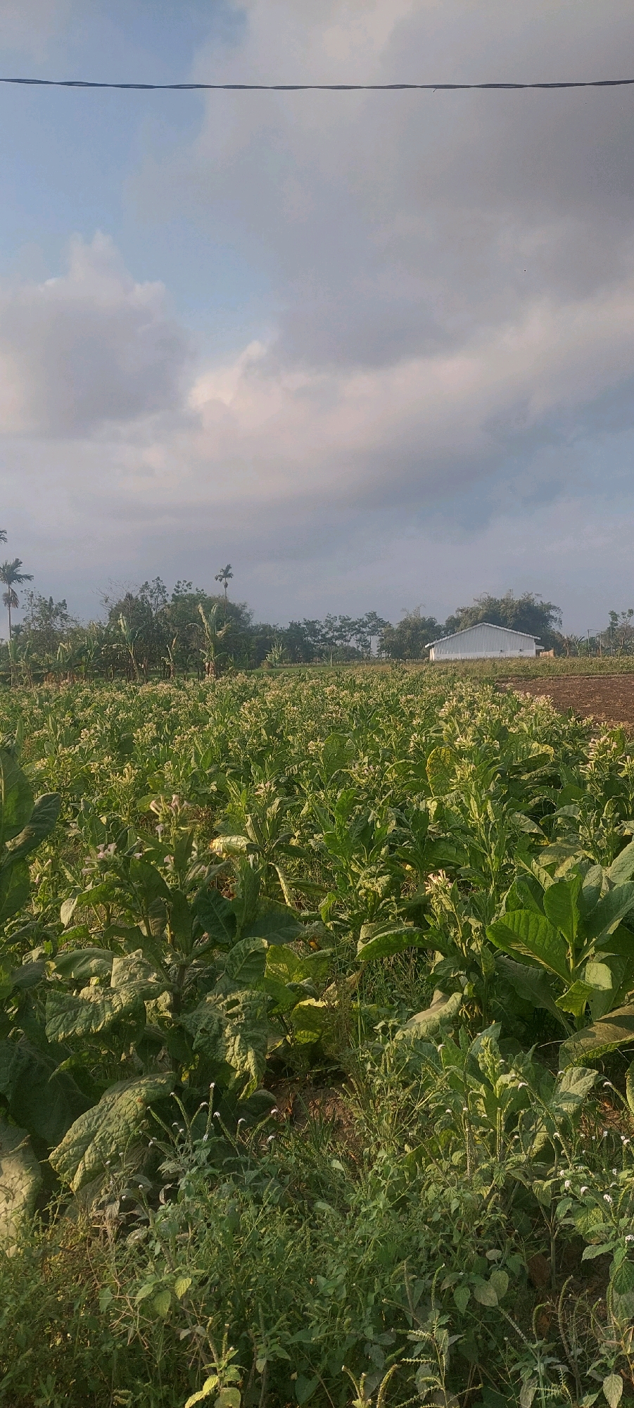 The image depicts a tobacco field in Sumbersuko, Indonesia. In the foreground, rows of lush, green tobacco plants with large leaves and developing flower heads dominate the scene. The plants appear healthy and are densely planted, stretching across the frame. In the midground, a line of trees separates the field from a building in the background. This building is a simple, white, A-frame structure with a metal roof, possibly a storage facility or barn. Further in the background, more trees and vegetation are visible, suggesting a rural or agricultural setting. The sky above is partly cloudy, with a mix of gray and white clouds, and the overall lighting suggests it might be early morning or late afternoon. A single power line is visible horizontally across the top of the frame. No people are present in the image.