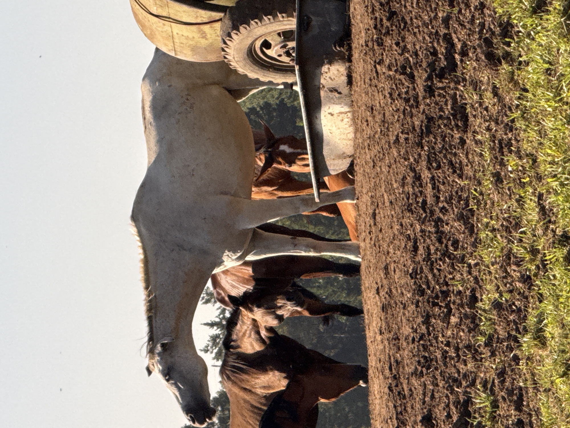 The image depicts a herd of horses gathered around a trough in a rural setting, possibly a farm or pasture. A large white horse stands prominently in the foreground, with its head lowered towards the trough. Several other horses, predominantly brown, are also visible, some drinking from the trough, others standing nearby. In the background, trees form a dense line, suggesting a wooded area or forest. The ground appears to be dry and dusty, with patches of sparse green grass. A large, weathered tire is visible next to the trough, seemingly used as part of the watering setup. The sky is clear and bright, indicating a sunny day. The image captures a moment of natural behavior among the horses. No people are present in the frame. The location is identified as Galinė, Lithuania.