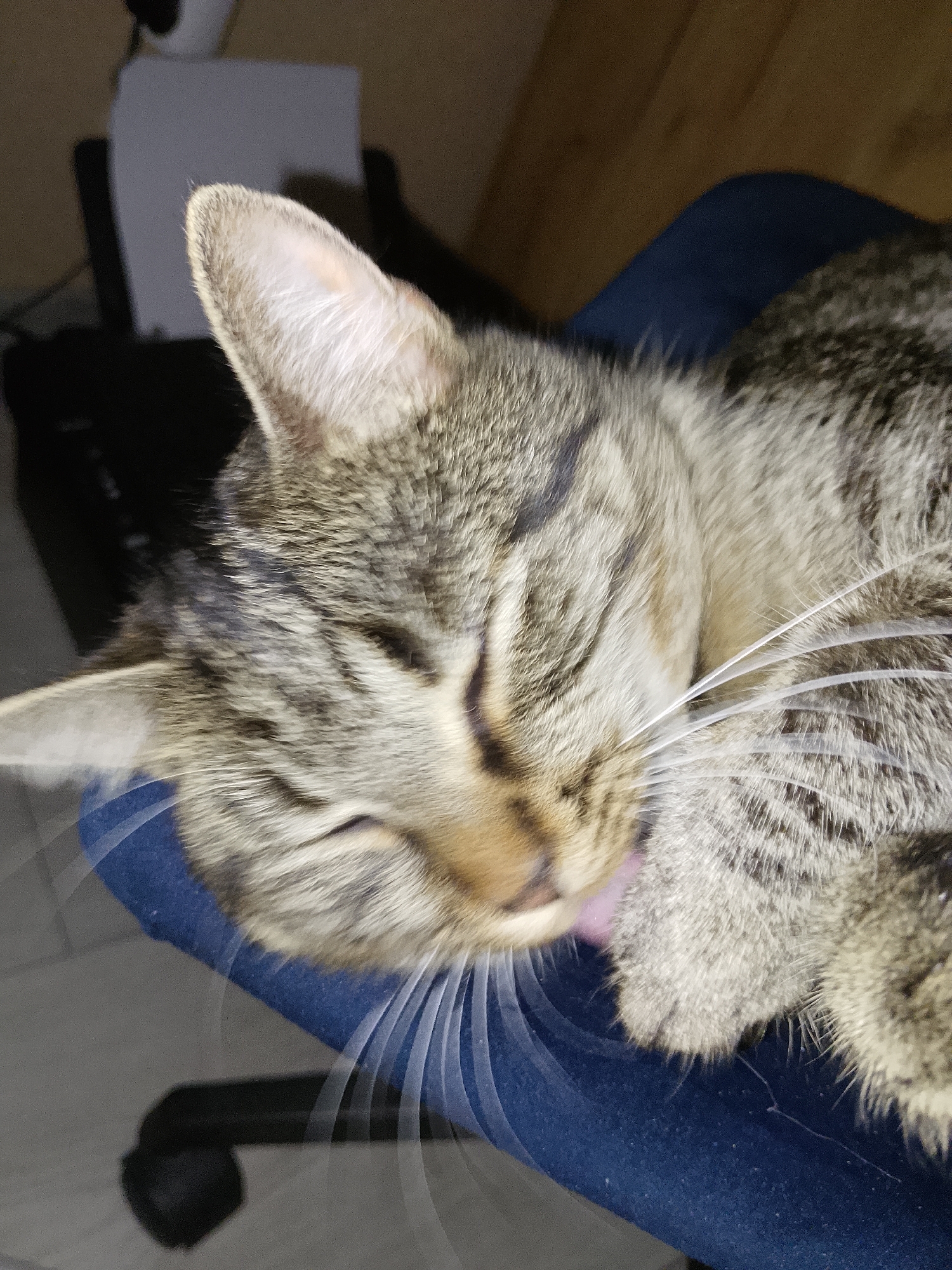 A close-up, overhead shot captures a tabby cat grooming itself on a dark blue surface, possibly a piece of furniture or clothing. The cat's eyes are closed, and its tongue is visible as it licks its paw. The background is blurred, suggesting an indoor setting with a wooden surface and some indistinct objects. The image does not provide any information to determine its location in Ostróda, Poland.
