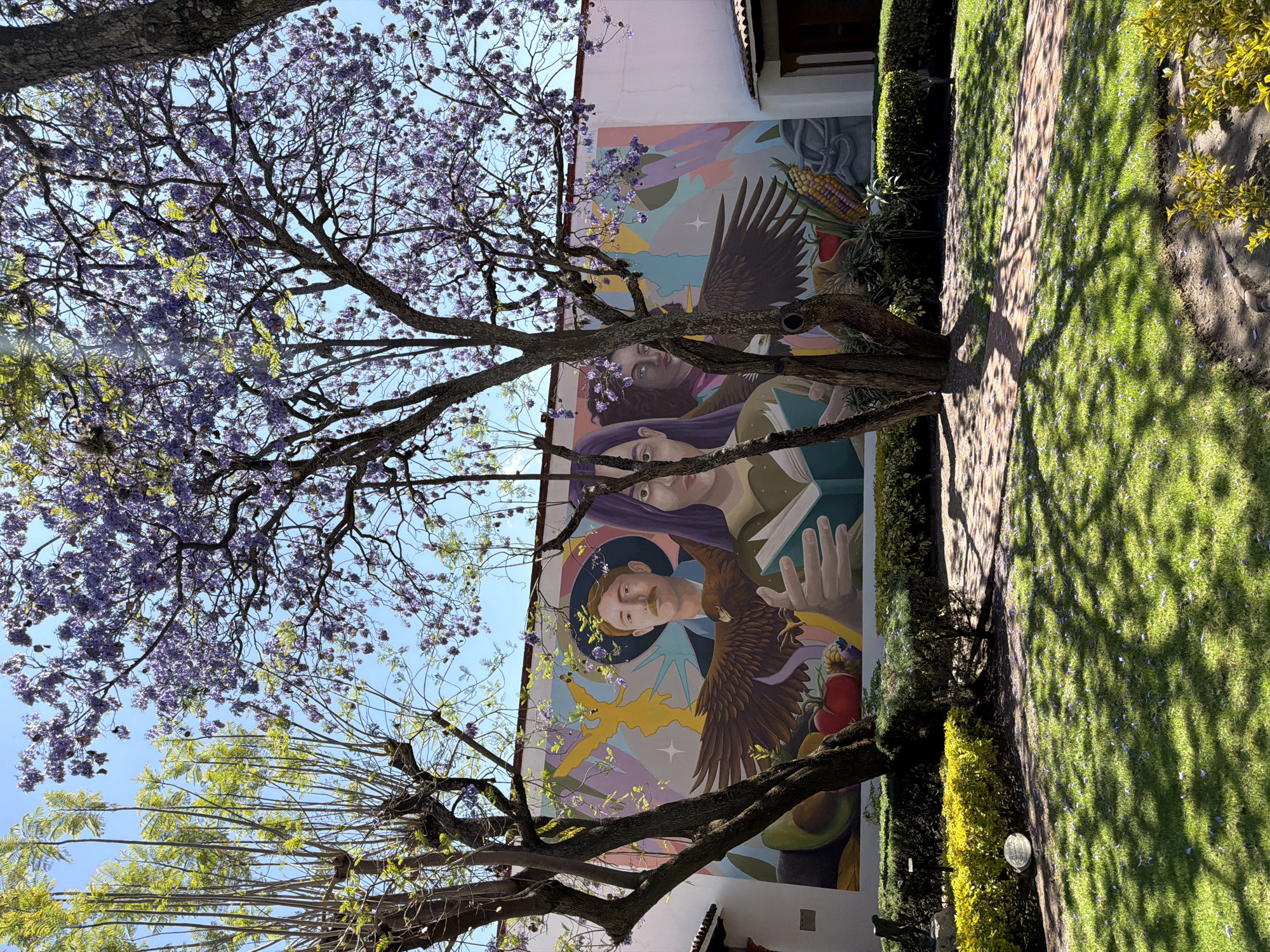 The image depicts a vibrant mural on a white building wall, partially obscured by foreground trees, situated within what appears to be a courtyard or garden at the Casa de la Cultura de San Andrés Cholula, Mexico.
The mural, rendered in a colorful, stylized manner, features three central figures: a man and two women. On the left, a fair-skinned man with a mustache and reddish-brown hair wears a dark hat and blue garment. Below his chest, a brown eagle with outstretched wings faces right. In the center, a woman with purple hair holds an open book with light blue pages, her hands prominently displayed. Brown eagle wings extend from her sides. To the right, a darker-skinned woman with dark, curly hair adorned with flowers is partially visible. The mural's background consists of abstract shapes and colors, including yellow winged figures, light blue, purple, and grey tones, with a star detail near the man. The lower portion of the mural incorporates agricultural elements, including avocados, tomatoes, and other produce on the left, and corn cobs alongside a grey stone carving or sculpture on the right.
Two prominent trees are positioned in the foreground, casting shadows. The tree on the left has slender branches with light green, nascent leaves. The larger tree on the right, likely a Jacaranda, features a thick trunk, dark branches, and numerous clusters of purple flowers, along with some lighter green leaves, suggesting it is in bloom. Many fallen purple petals from this tree are scattered across the grass below.
The foreground consists of a well-maintained, bright green lawn with dappled sunlight and shadows from the trees. Neatly trimmed hedges, displaying both dark green and yellow-green foliage, line the base of the building wall. A brick pathway curves through the grass on the right side of the frame. A small, round, white object is partially visible in the grass near the left hedge line. The background features a clear, light blue sky above the treetops. A section of the building to the far right reveals a reddish-brown tiled roof and a dark wooden door.