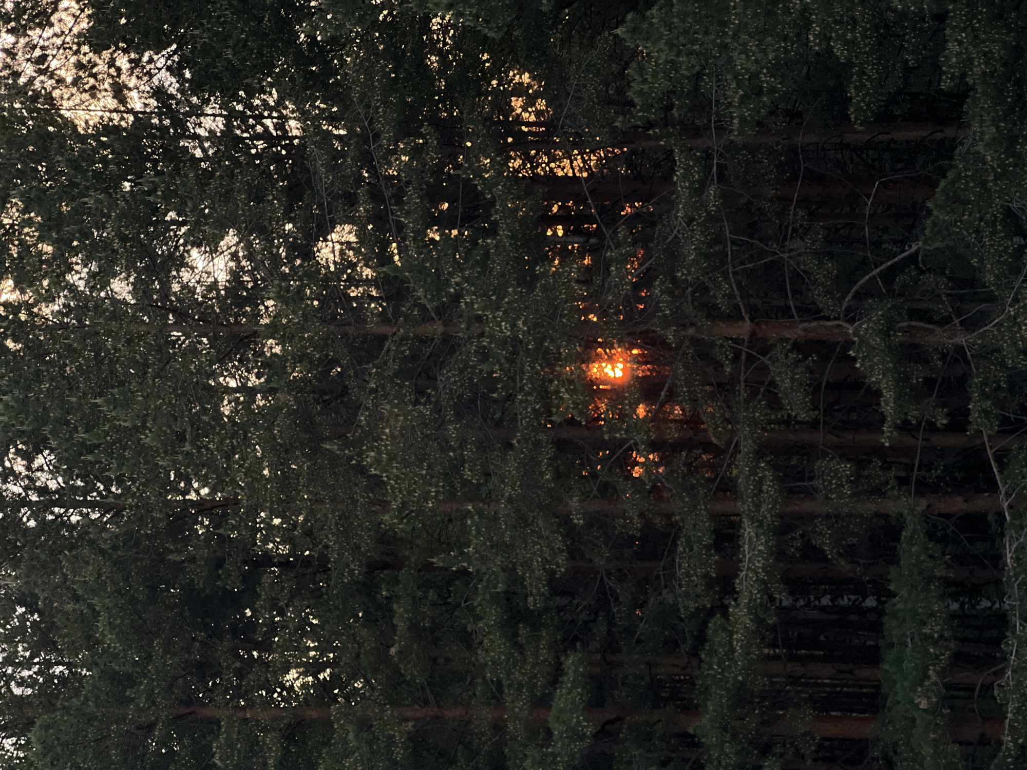 The image shows a dense cluster of evergreen trees, possibly pines, with sunlight filtering through the branches. The trees appear to be closely packed together, creating a dark and shadowed environment. There's a concentrated point of bright orange light, likely the setting or rising sun, visible through an opening in the foliage. The location is given as the city of Chaikovsky, Russia, but there are no specific elements in the image to confirm or deny the accuracy of that claim.
