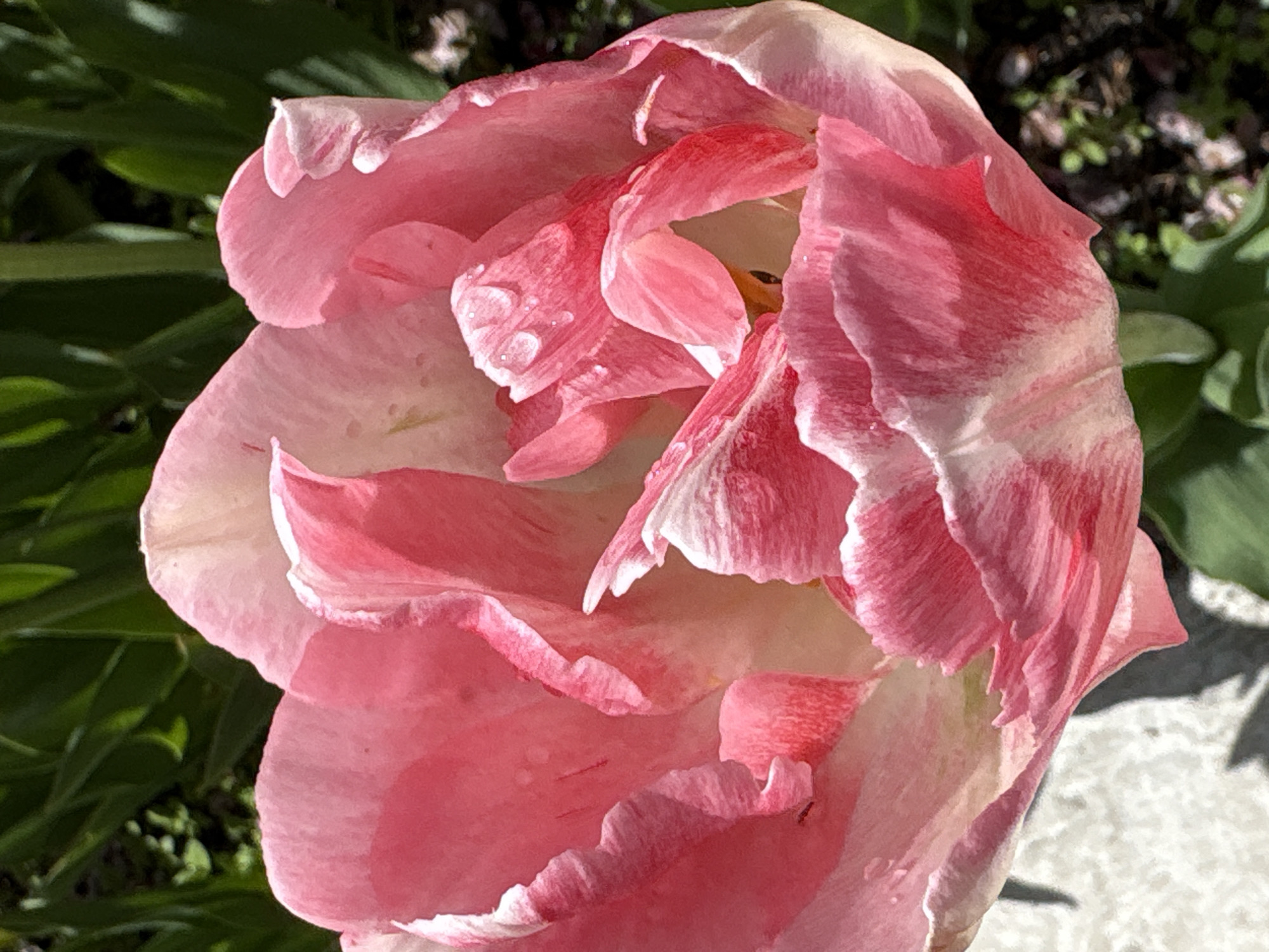A close-up shot of a pink and white tulip in full bloom, captured outdoors. The flower displays layers of soft, textured petals. A background of greenery provides contrast.