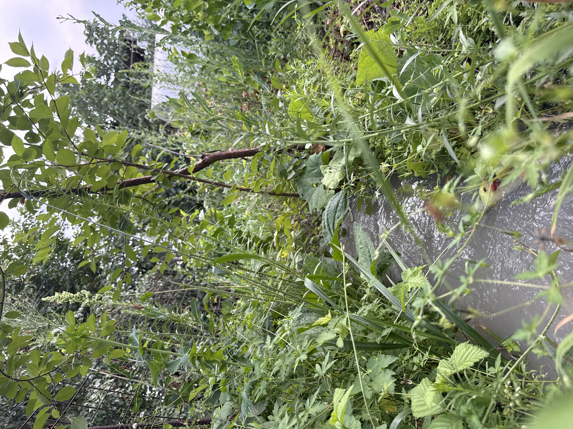 A narrow, muddy stream flows through overgrown vegetation in a somewhat unkempt yard in the city of Tekeli, Kazakhstan. Tall, leafy green plants and weeds densely line the banks of the stream, with a thin, upright tree trunk visible on the right side of the frame. The water appears murky and still, reflecting the overcast sky. The surrounding environment suggests a natural, perhaps rural, setting within the city.