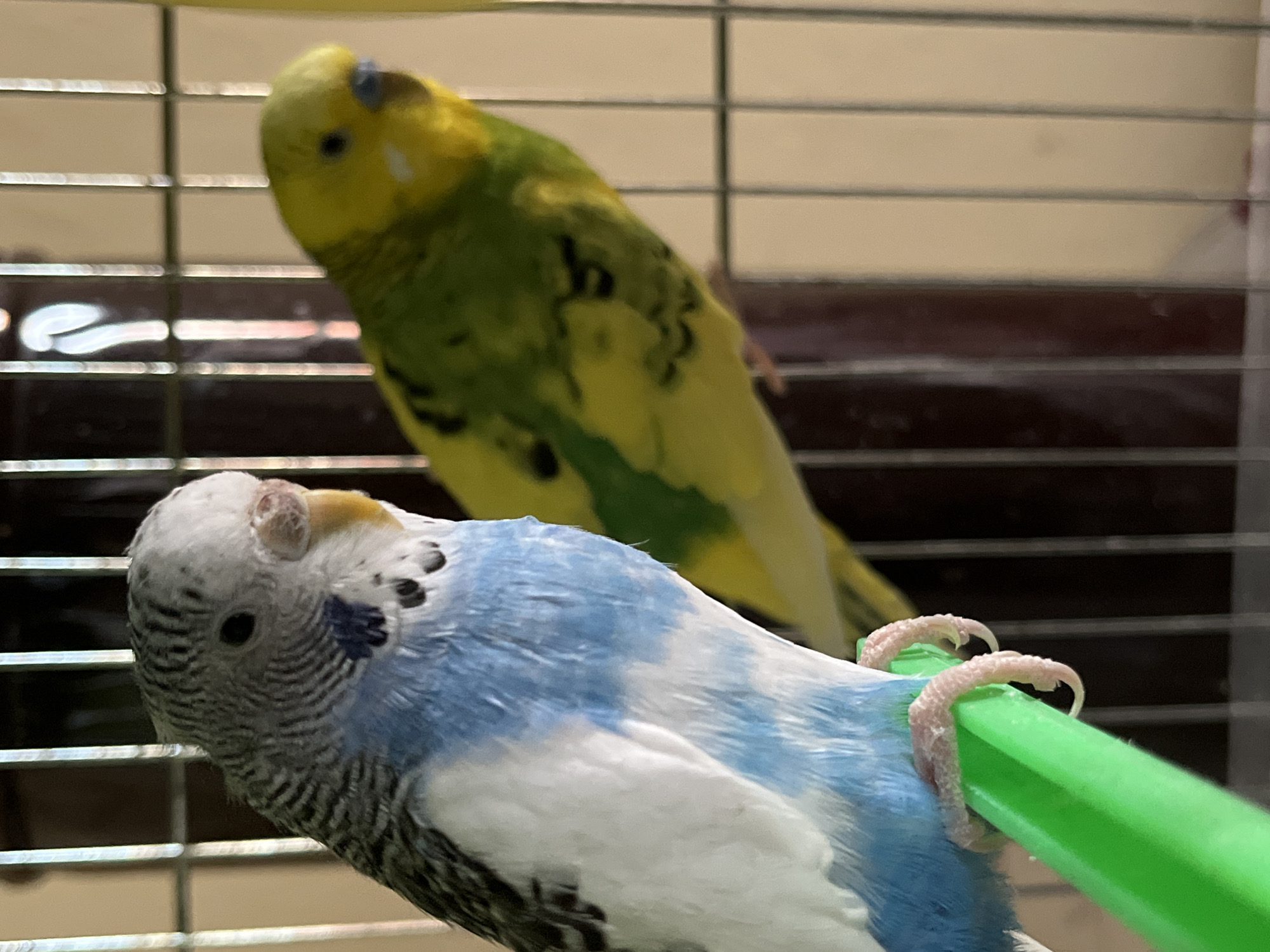 Two budgerigars are in a cage. The foreground bird is blue and white. The background bird is yellow and green. The birds are perched on cage bars. The location is not specified in the image and Shumen, Bulgaria is not mentioned in the image context.