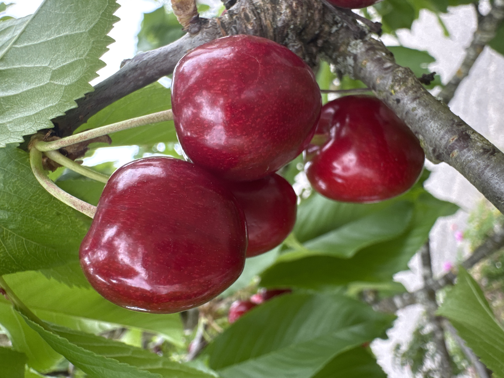 A close-up, eye-level shot depicts a cluster of ripe, deep red cherries hanging from a tree branch, surrounded by vibrant green leaves. The cherries are plump and glossy, with subtle reflections indicating they are fresh and possibly still wet from dew or recent rain. The branch itself is rough and textured, showing signs of age and growth. In the background, the scene is softly blurred, hinting at a bright, possibly sunny day, with a suggestion of more foliage and light-colored elements that could be other parts of the tree or distant objects. The overall impression is one of natural abundance and freshness. The image appears to have been taken in a garden or orchard setting in Hohenbrunn, Germany, where such fruit trees are commonly cultivated.