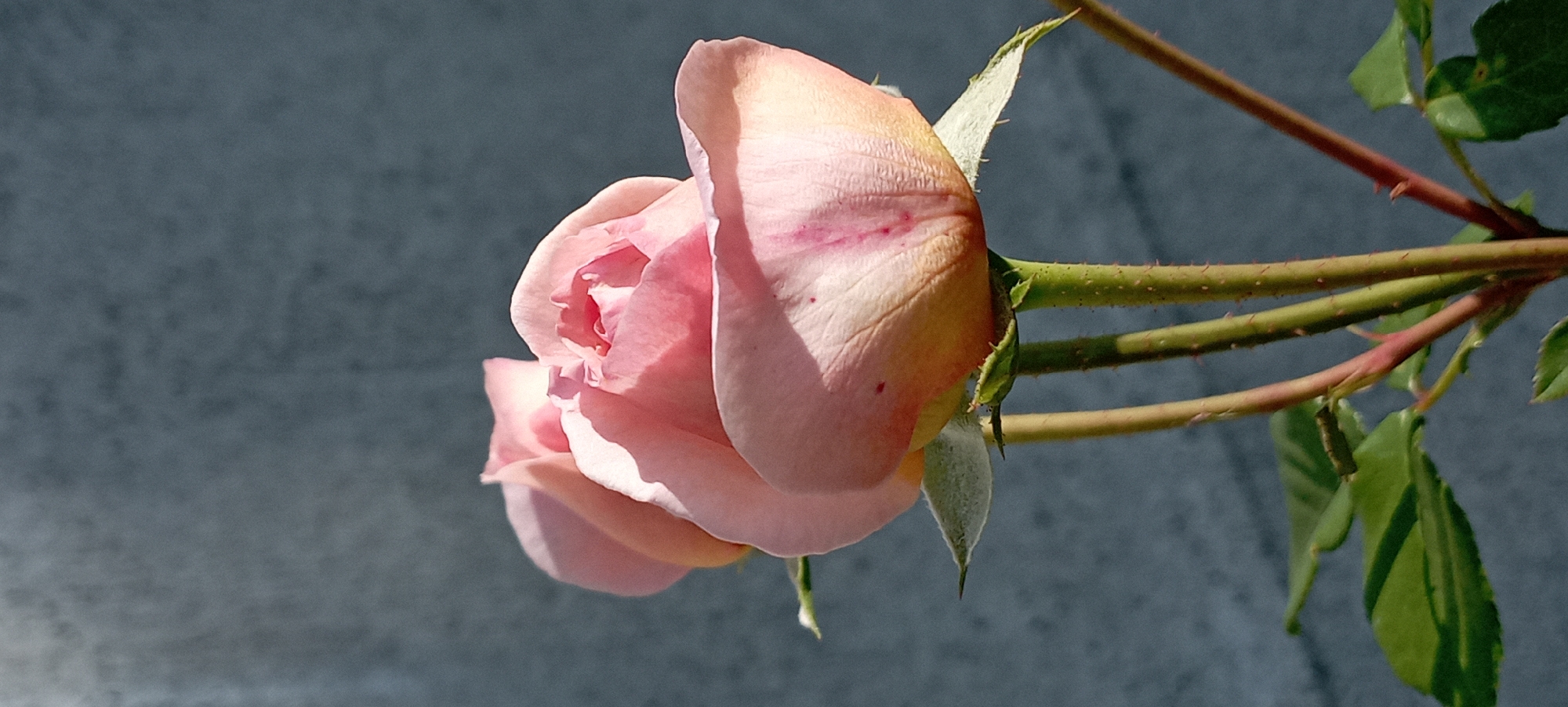 In Radisne, Ukraine, this close-up photograph captures two delicate pink rose buds against a grey, textured wall. The rose in the foreground is more open, revealing layers of soft petals tinged with yellow and streaks of pink. Sunlight illuminates the bloom, casting subtle shadows and highlighting the velvety texture. The stems are green and covered in small, sharp thorns. A few green leaves are visible at the bottom left of the frame. The background wall appears to be made of concrete or a similar material, showing a slightly mottled surface. The image is a still life, focusing on the natural beauty of the rose.