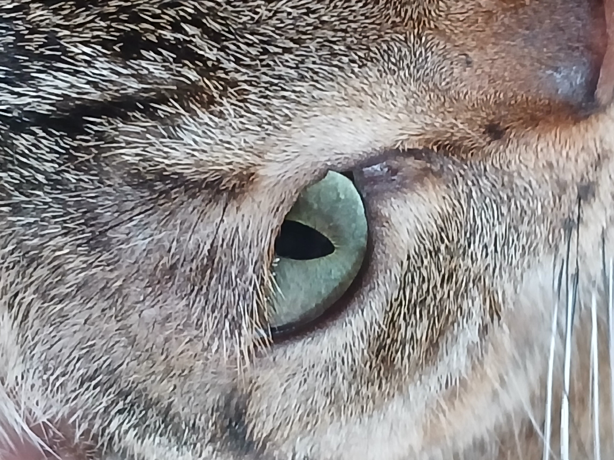 The image is a close-up of a cat's eye. The eye is green with a black pupil. The cat's fur is brown, gray, and white. There is a set of metal tines on the right side of the frame. There are no indications of this image being taken in Ciudad Guayana, Venezuela.