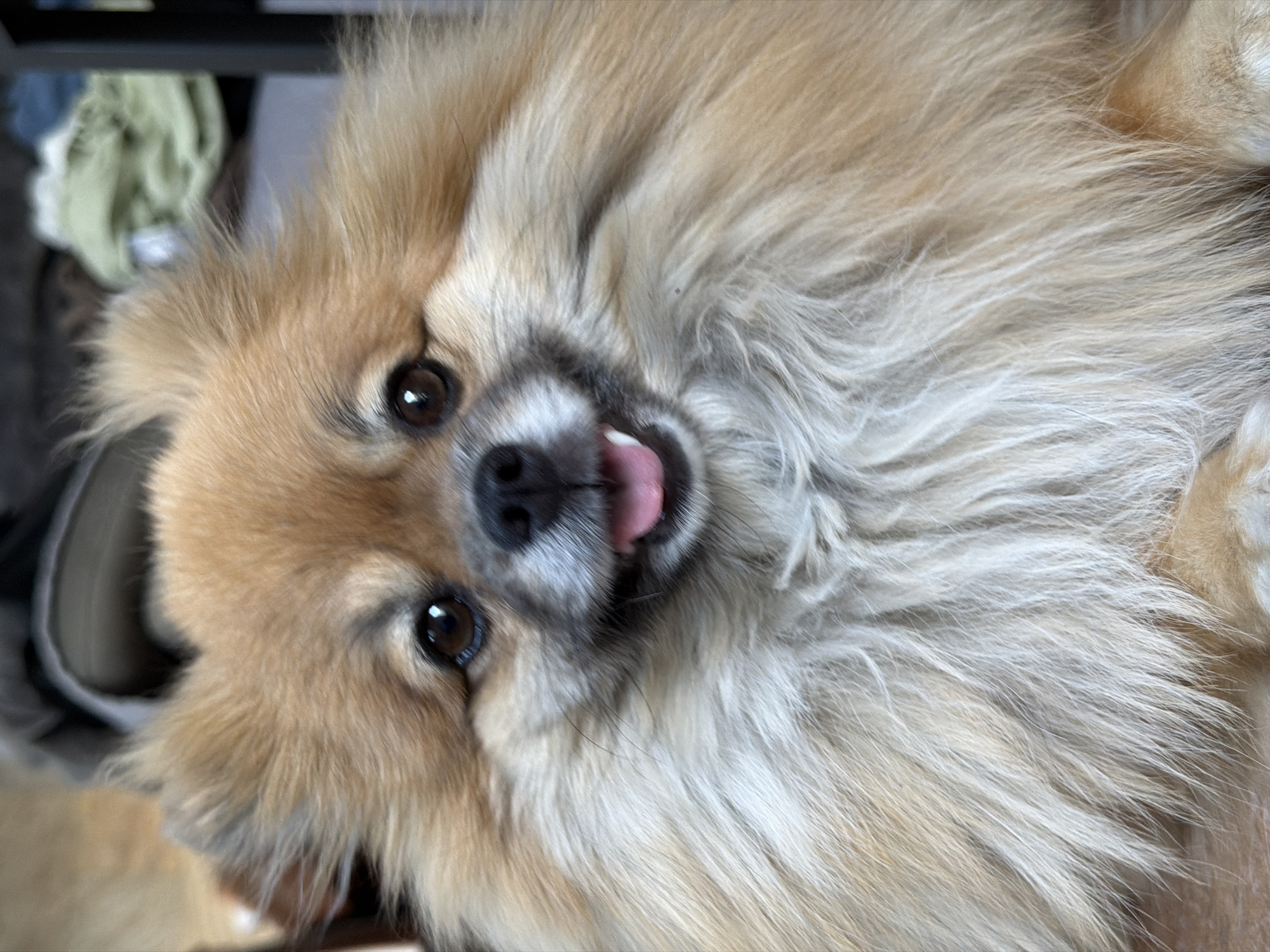 A close-up, slightly tilted shot reveals a fluffy, light-brown and white Pomeranian-like dog. The dog's face is the primary focus, with its dark brown eyes, black nose, and pink tongue visible. The background is blurry, but hints of a green cloth and a dark grey container can be seen. The location is not apparent from the image.