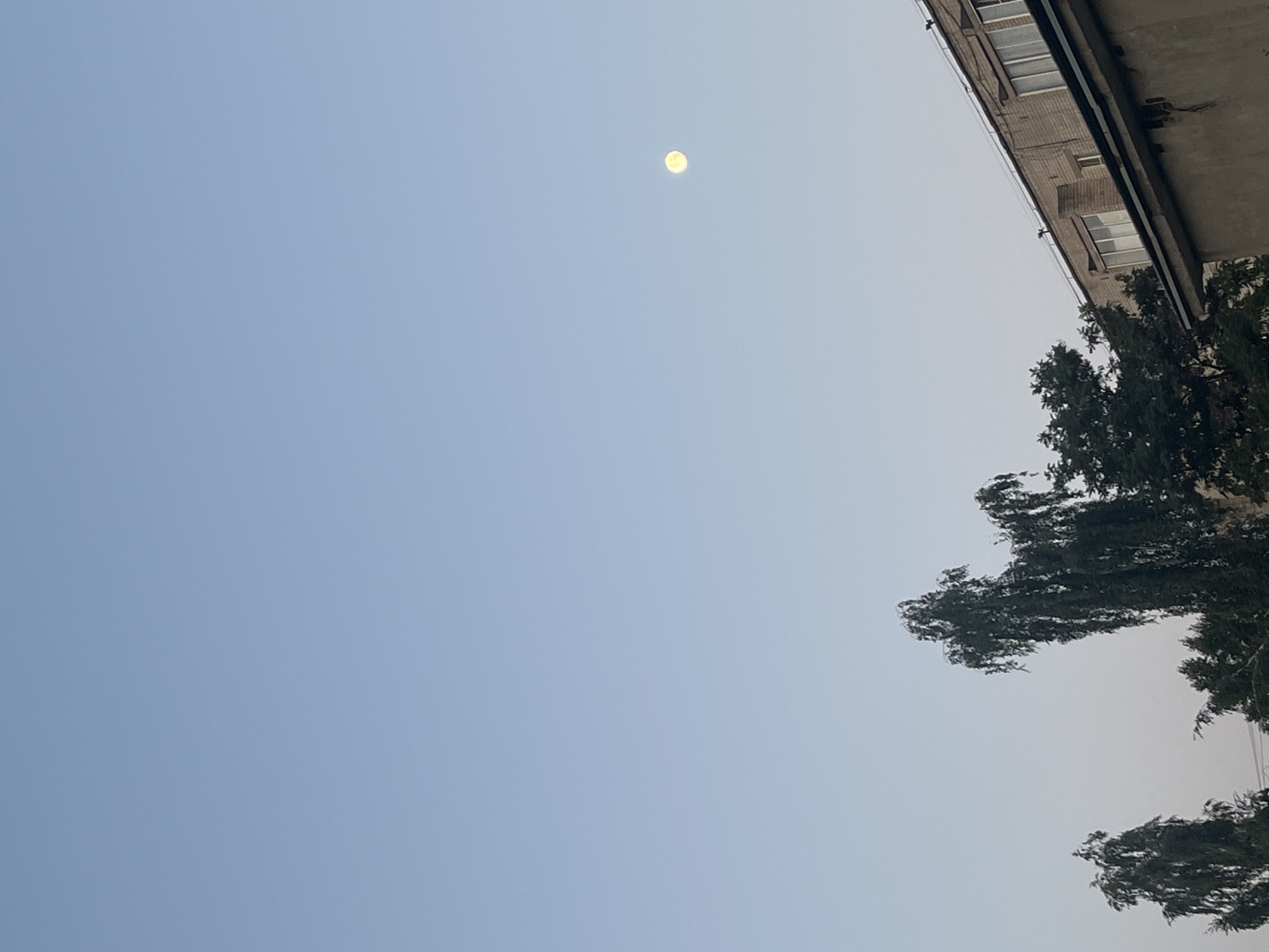The image depicts a clear, light blue sky with a pale yellow full moon visible in the upper right quadrant. In the lower portion of the frame, the tops of several trees are visible, including a tall, weeping-style tree with dark green foliage. To the right of the trees, the upper portion of a brick building is visible, featuring multiple windows. A second, closer building with a grey facade is in the foreground, obscuring the lower part of the scene. The perspective suggests the image was taken outdoors, likely during twilight or early morning in an urban setting, possibly in Ryazan, Russia. No people or specific actions are evident.