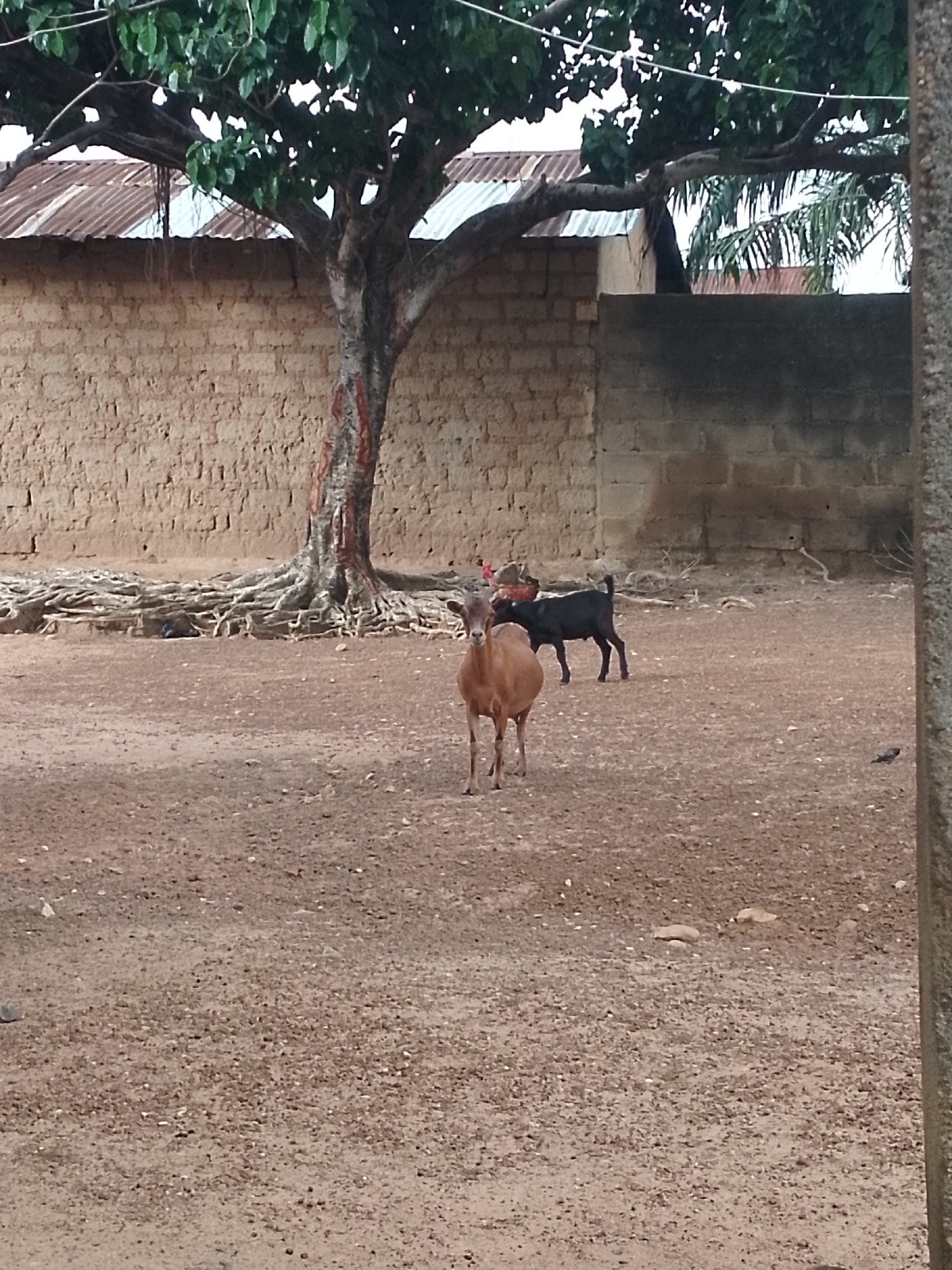 An outdoor scene in Serti, Nigeria, shows two goats standing on a dirt ground near a large tree. The tree has exposed roots and is situated in front of a textured, light brown brick wall. Behind the wall, a corrugated metal roof is visible. To the right, a dark gray, roughly constructed wall runs vertically, partially obscuring the scene. The goat in the foreground is light brown and facing the camera. Behind it, a black goat stands facing left. The ground is dry and covered in small stones and dirt. The overall environment suggests a rural or semi-rural setting.