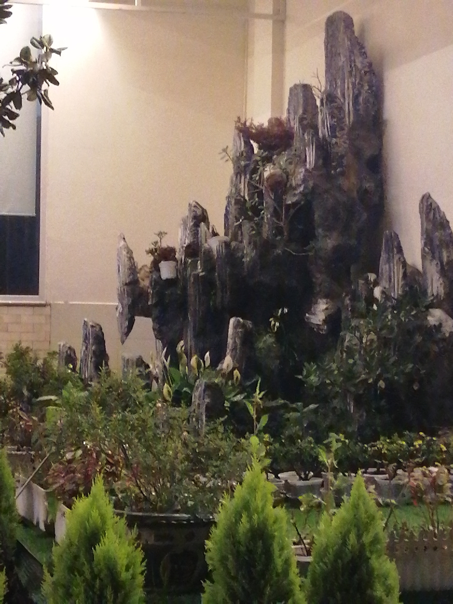 The image depicts a landscape arrangement within an indoor space. Tall, dark, jagged rock formations resembling cliffs or mountains are positioned against a light beige wall. These rock structures are integrated with various plants, including small trees and shrubs, giving the impression of a miniature mountainous landscape. In the foreground, numerous small green coniferous trees are planted in pots or containers, arranged in rows and partially obscuring the view of the rock formations. Other plants, including what appear to be calla lilies, are interspersed among the rocks.
A window is visible in the upper left of the frame, suggesting the indoor space is a building. The location is specified as Da Lat, Vietnam, which is known for its unique landscape architecture.