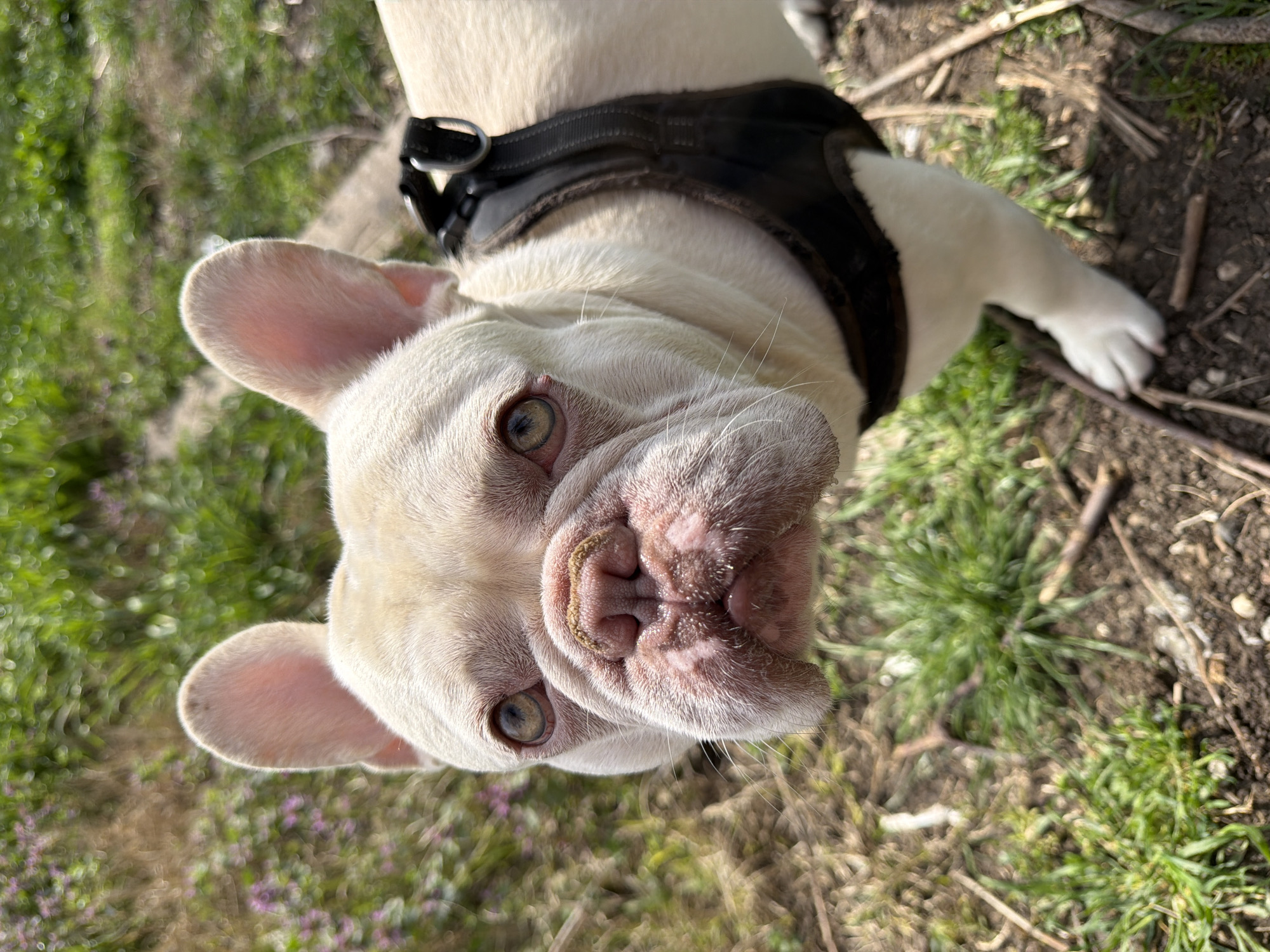 A close-up, high-angle photograph shows a white French Bulldog outdoors. The dog is wearing a black harness. The background consists of grass, dirt, and small twigs. The location is not specified.