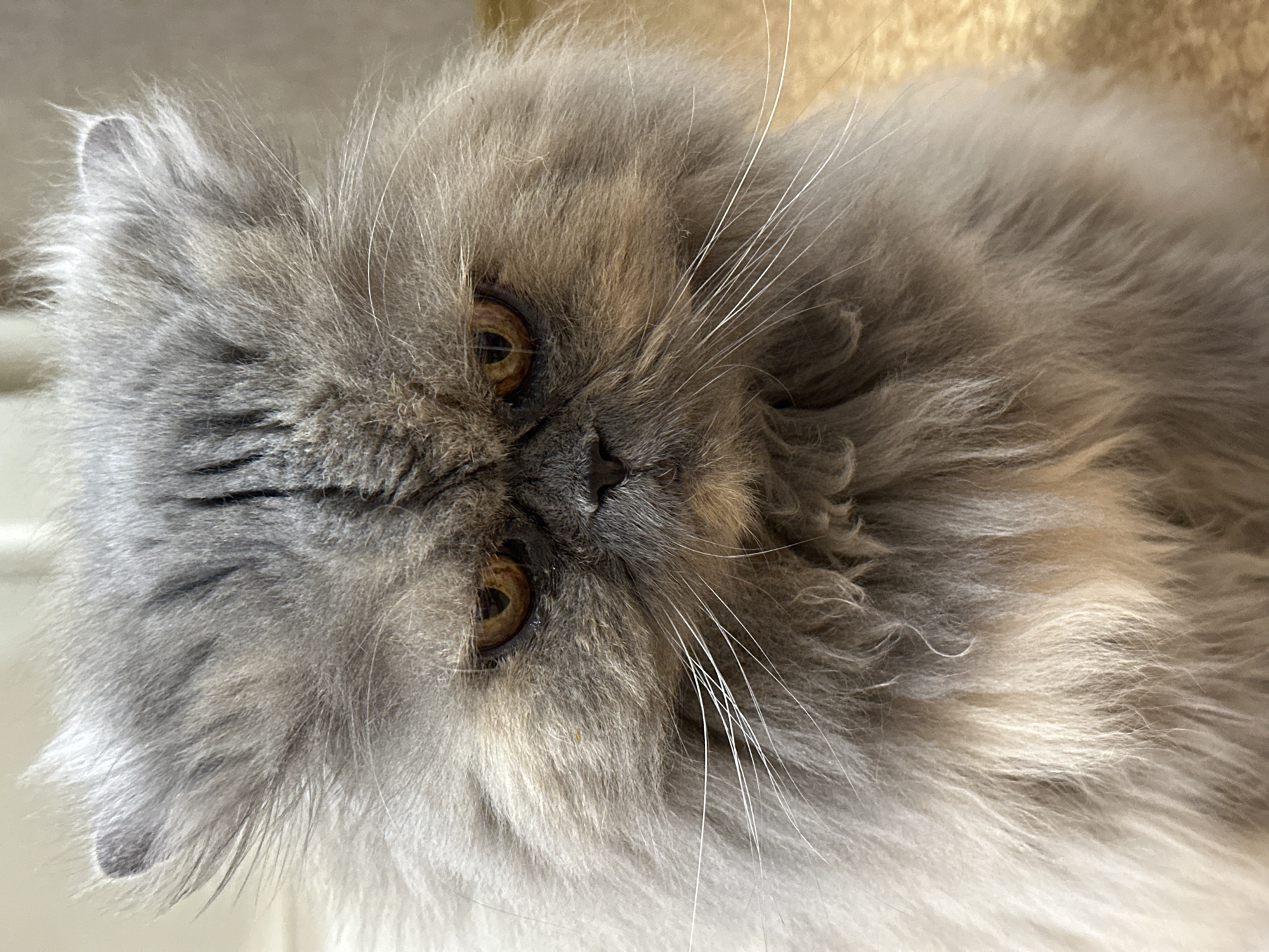 The image is a close-up, eye-level shot of a Persian cat's face. The cat has long, fluffy grey fur, with lighter shades around its snout and chest. Its eyes are amber-colored and appear narrowed, giving the cat a stern or displeased expression. The cat's ears are small and mostly hidden by its fur. The background is blurred and appears to be an indoor setting with a textured surface, possibly a carpet or rug. There is no visible indication of the location being in Chaikovsky, Russia, or any other specific city.