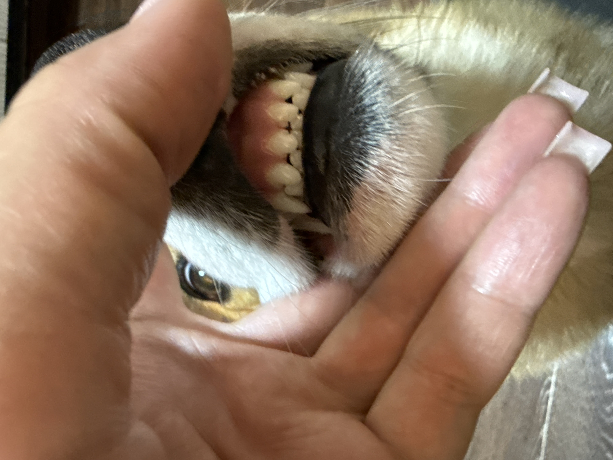 The image shows a close-up view of a dog's mouth being examined by a person's hand. The hand is holding the dog's lips apart, revealing the teeth and gums. The dog has white fur and visible whiskers around its muzzle. The environment is indeterminate, but the lighting suggests an indoor setting. Location details are not determinable from the image.