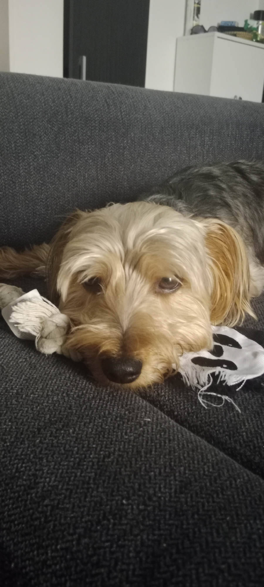 A small, light brown and dark gray dog with floppy ears lies on a dark gray textured sofa. The dog's head is resting on a white rope toy and a torn white fabric object with a black design that appears to be a skull. The dog's eyes are open and looking towards the camera with a slightly sad expression. The background is out of focus and shows a portion of a white wall and a dark gray door. The scene is indoors. The location of this image is unknown, but it is not in Galapagar, Spain.