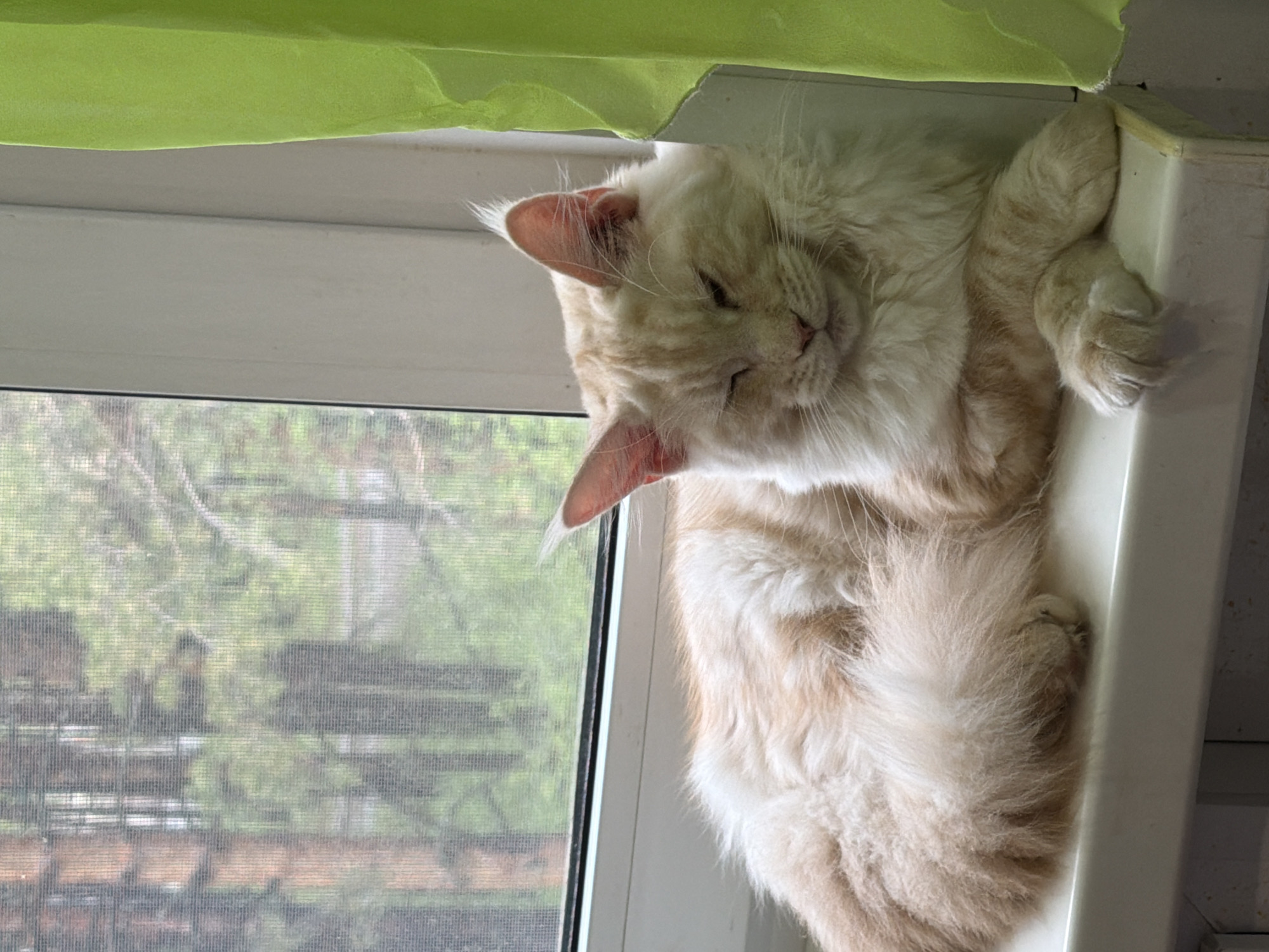 A medium shot presents a fluffy, peach-colored cat sleeping curled up on a white window sill. The window behind the cat has a screen and offers a blurred view of greenery, possibly trees and a landscape, suggesting an outdoor environment. Above the window, a green curtain or fabric is visible. The location provided suggests that the cat is likely indoors in Chaikovsky, Russia. There are no indications of other people or subjects in the shot. The action is the cat sleeping on a window sill.