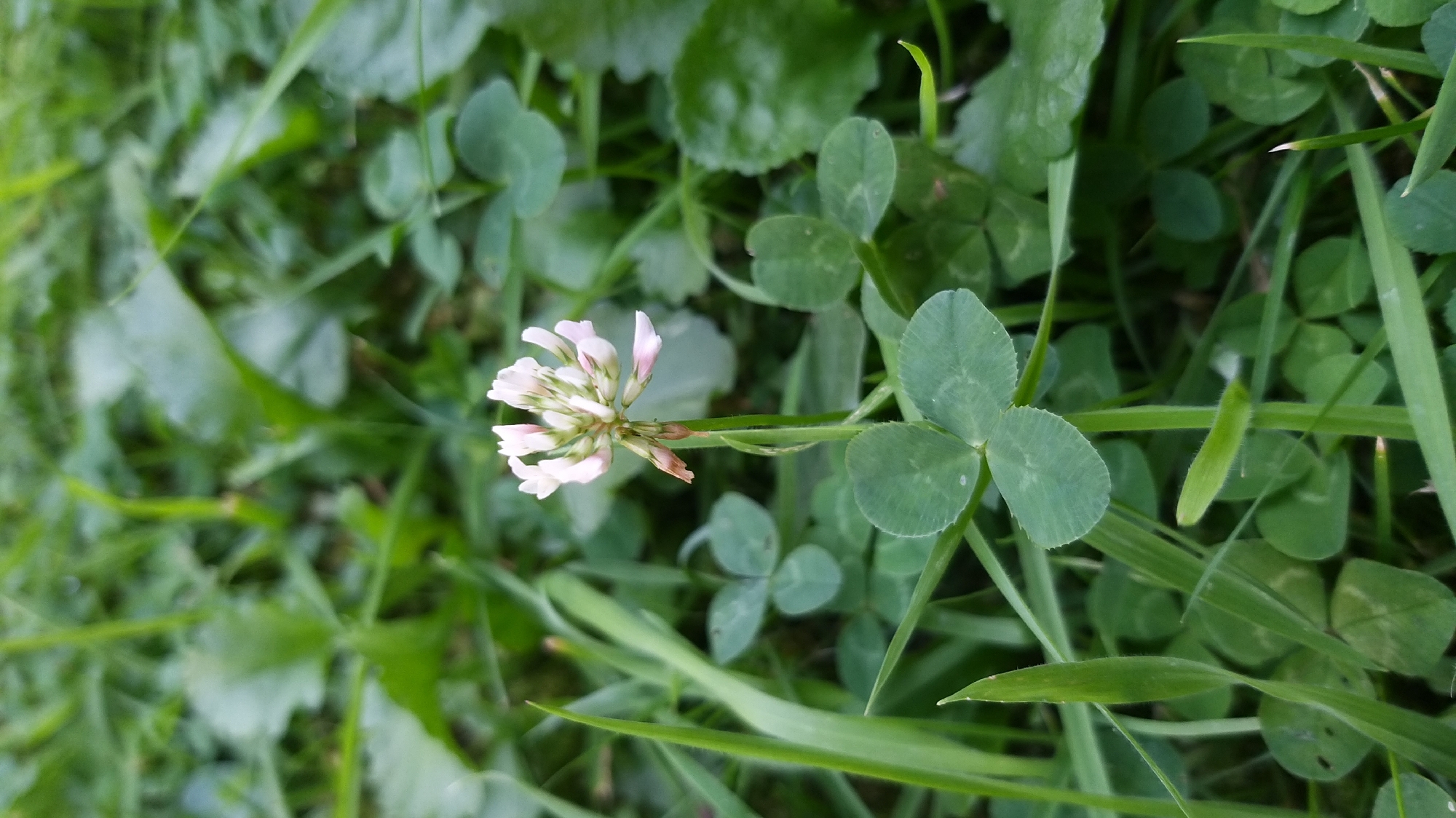 A single white clover flower, with pale pink tips, blooms in a patch of lush green grass and clover leaves. The flower head is composed of numerous small florets, some of which are unfurling. The stalk is green and slender, and a few clover leaves are visible below the flower. The background is a blur of green foliage, suggesting the image was taken outdoors in a natural setting. The image does not contain any identifying features or information that would allow for the determination of its location in the city of Krefeld, Germany.