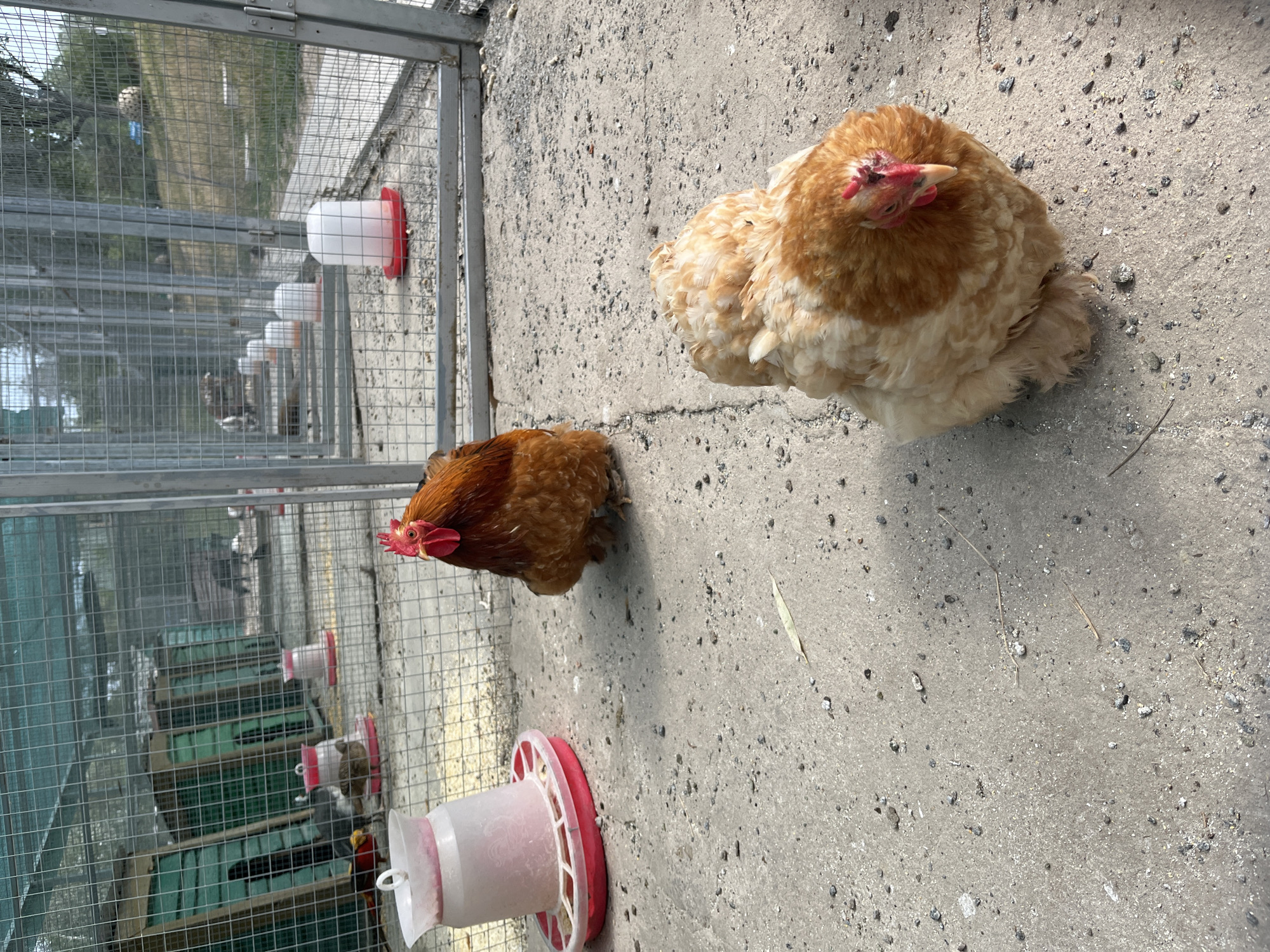 The image depicts an outdoor enclosure, likely a coop or pen, with several chickens visible. The ground is paved with concrete, scattered with small stones and debris. In the foreground, two chickens are prominently featured. One chicken is a reddish-brown color with a fluffy appearance, facing away from the viewer. The other chicken is closer to the camera and is a lighter, creamy color with reddish-brown markings on its head and neck, also facing away. To the left, a pink and white chicken feeder is visible. In the background, a series of enclosures constructed with metal fencing and green netting are arranged in a row. Inside these enclosures, other chickens and structures can be partially seen. The overall environment suggests a farm or animal husbandry setting. The location is identified as Poltava, Ukraine.