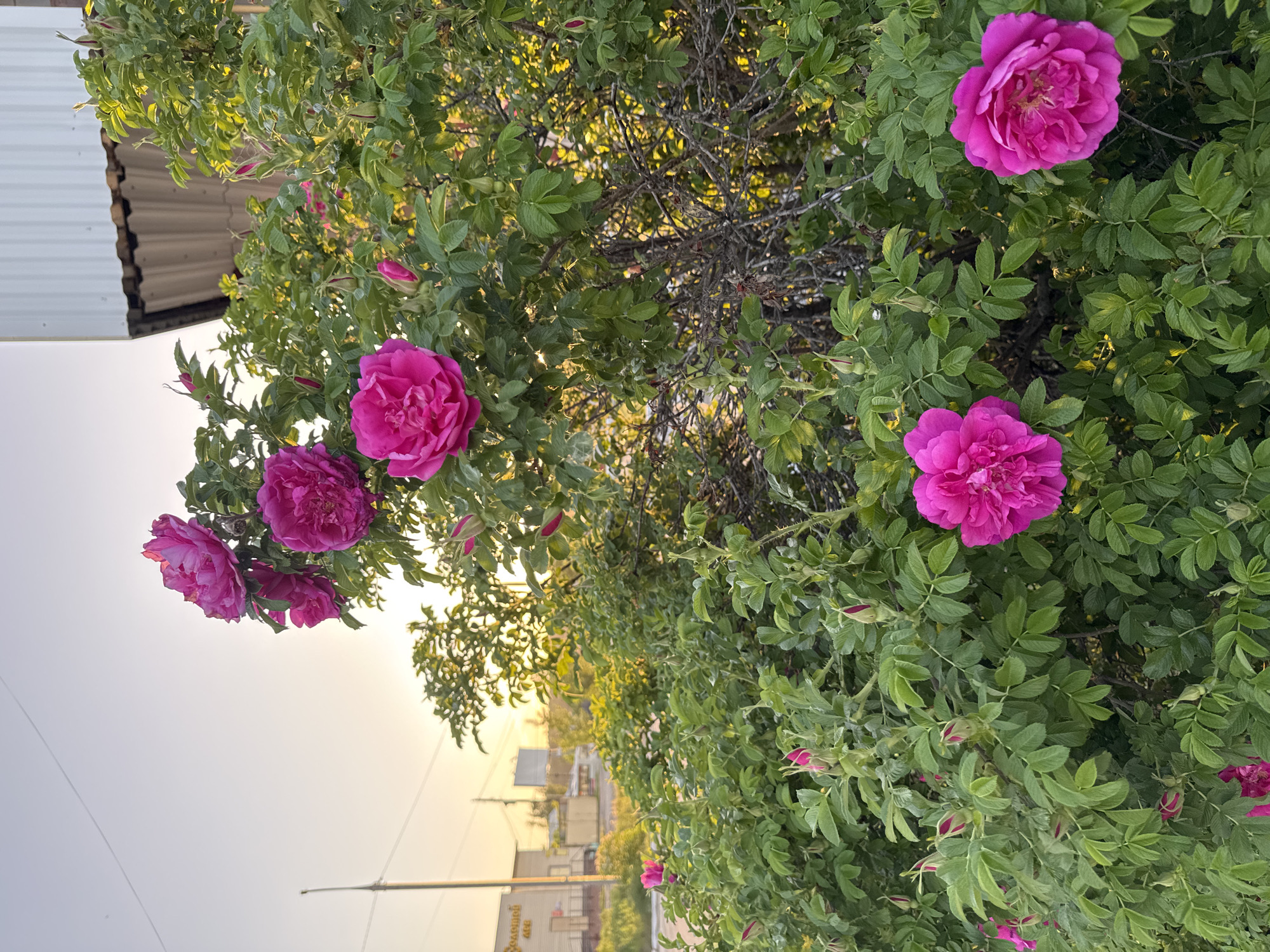 The image shows a bush with pink roses in full bloom, likely located in the city of Chaikovsky, Russia, as indicated by the street signs in Cyrillic. The bush is dense with green leaves and several open rose blossoms, along with some buds. The background features a partial view of a building with a metal roof, typical of residential or commercial structures. Further back, there are blurred buildings and street infrastructure, illuminated by the warm light suggesting either sunrise or sunset. The overall lighting is soft and diffused.