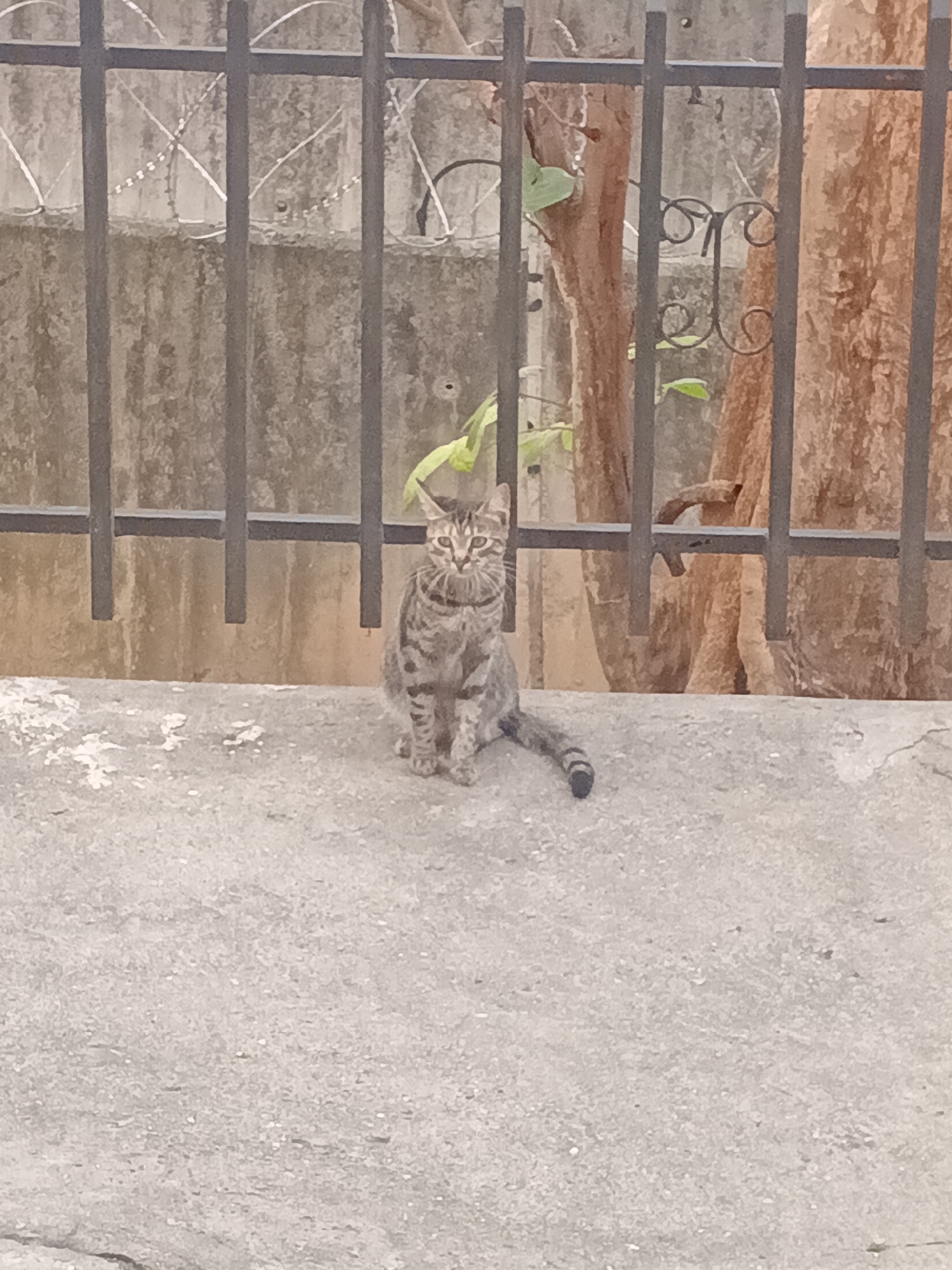 A gray tabby cat sits on a concrete surface in front of a wrought iron fence. Behind the fence is a tree and a concrete wall topped with barbed wire. The location is Caracas, Venezuela.