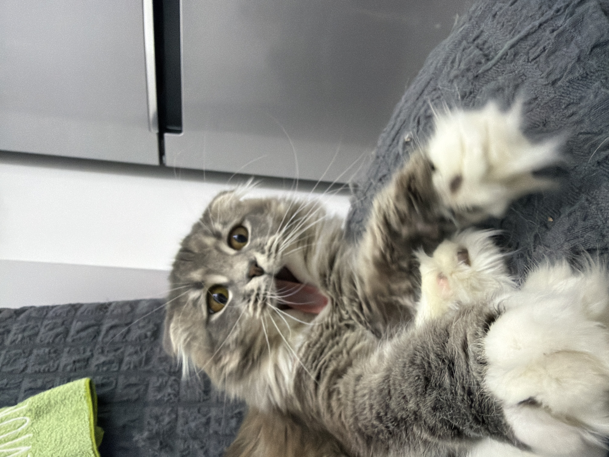 A domestic cat, with grey and white fur, is yawning widely, revealing its pink tongue and teeth. The cat is lying down on a textured grey surface, possibly a blanket or upholstery, with its paws extended. In the background, a green towel is visible hanging on a textured wall, and to the right, a stainless steel appliance, likely a refrigerator, is present. The lighting suggests an indoor environment, possibly a home in Vovchynets, Ukraine. The image captures a moment of a cat's natural behavior, specifically a yawn.