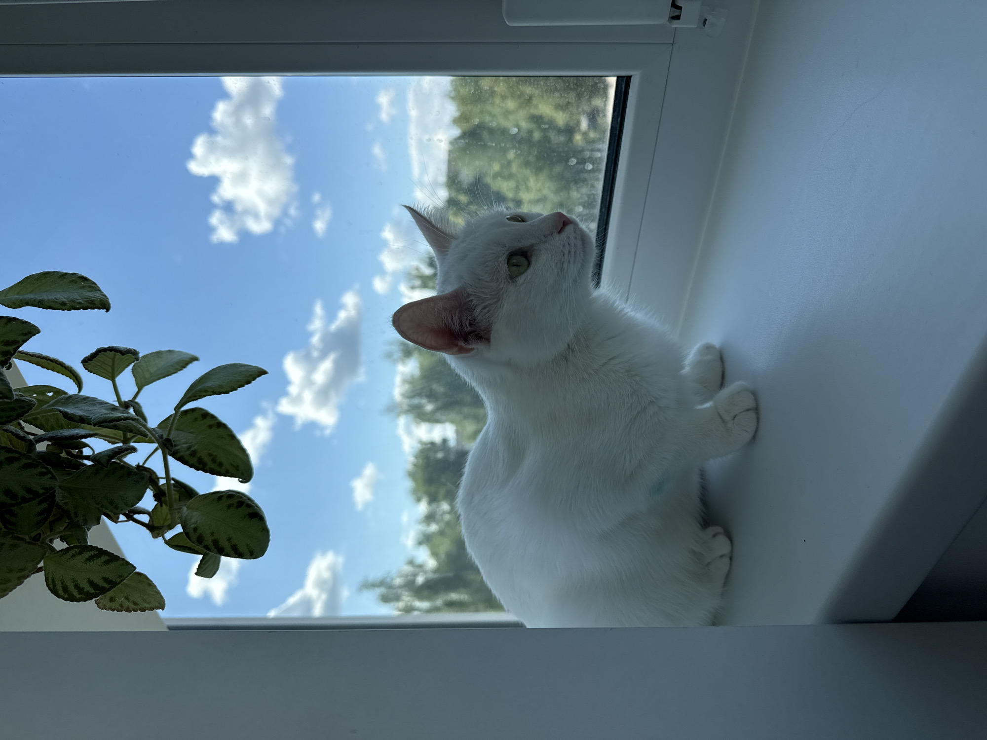 A white cat with green eyes sits on a white windowsill, looking out a window. Outside the window, a cloudy blue sky is visible above a line of trees. A plant with green leaves hangs from the top left of the frame. The cat is facing to the right, with its body partially visible. The windowsill is clean and white. The scene appears to be indoors, with the window providing a view of the outdoors.