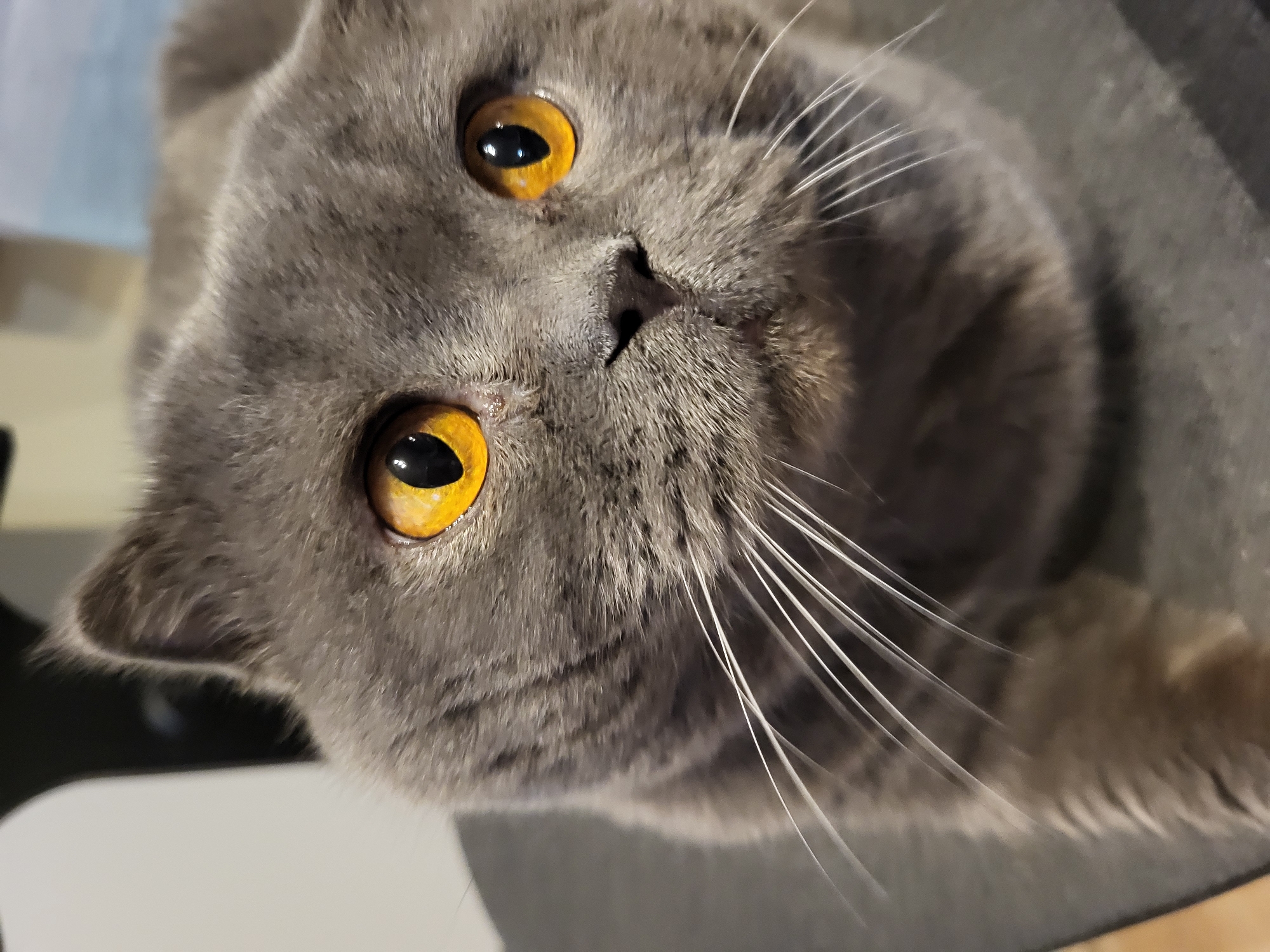 A British Shorthair or similar solid grey domestic cat is depicted in a close-up, head-and-shoulders portrait. The cat possesses dense, short grey fur with faint darker tabby markings on its forehead and cheeks. Its prominent eyes are an intense amber-orange with large, vertical black pupils that reflect a distinct light source. A small, dark, and slightly moist nose is centrally located on its muzzle, from which numerous long, white vibrissae fan outwards. A slight, dried residue is visible below the inner corner of the cat's left eye. The cat is posed in a relaxed, possibly crouched or reclining position, with its gaze directed slightly upwards and to the right of the frame. The immediate surface beneath the cat appears to be a dark, textured material, possibly fabric. The background is significantly out of focus, revealing indistinct shapes including a light, off-white vertical element on the left and darker grey-to-black elements on the right, consistent with an indoor environment. The lighting illuminates the cat's face directly, creating clear catchlights in its eyes. The location is the city of Unknown, Unknown.