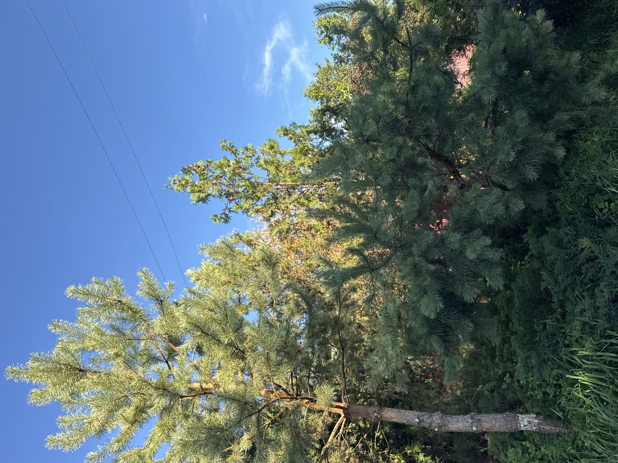 The image shows a clear blue sky with two power lines stretching across it. In the foreground, a pine tree with green needles is prominently featured, its branches extending towards the viewer. Behind it, a variety of other trees and shrubs create a dense, green backdrop. The sunlight illuminates the scene, casting a warm glow on the foliage. The location appears to be a residential area, possibly a backyard or park, given the presence of trees and the power lines. There are no people or animals visible in the image. The overall impression is one of a tranquil, natural setting bathed in the light of a sunny day.