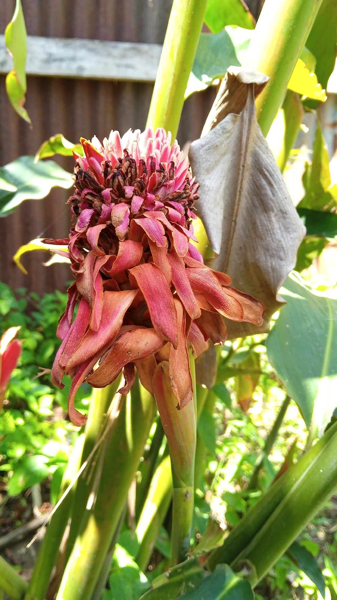 A close-up, vertical shot captures a dying ginger flower bud in Palohigeuh, Indonesia. The bud, a mix of vibrant pink and dried brown, hangs from a thick green stem. The petals are curled and wilted, revealing the darker, dried portions at the top. Behind the flower, a weathered wooden fence is visible, with lush green foliage and other plants forming the backdrop. The sunlight casts bright highlights and shadows across the scene, emphasizing the texture of the wilting petals and the surrounding greenery.